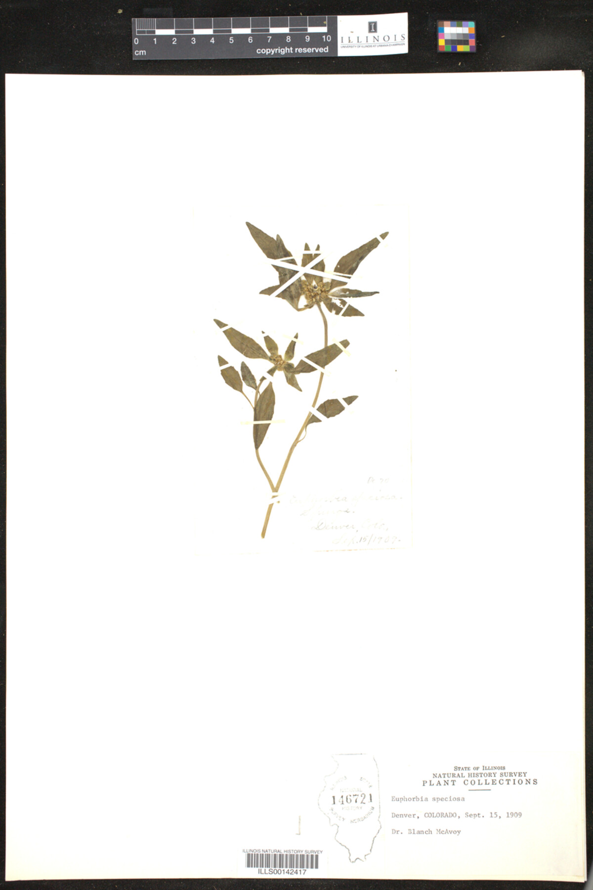 Euphorbia speciosa image