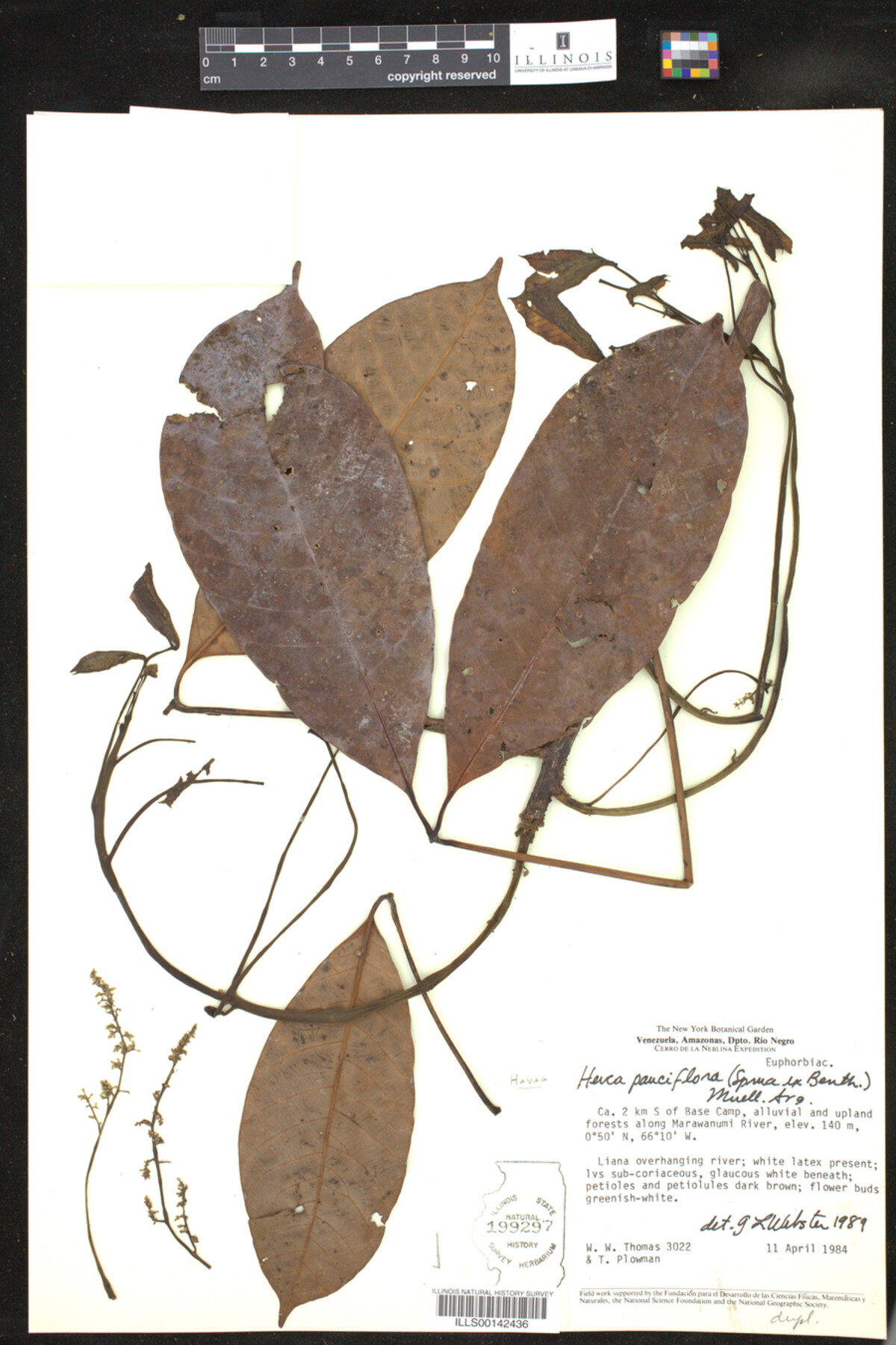Herca pauciflora image
