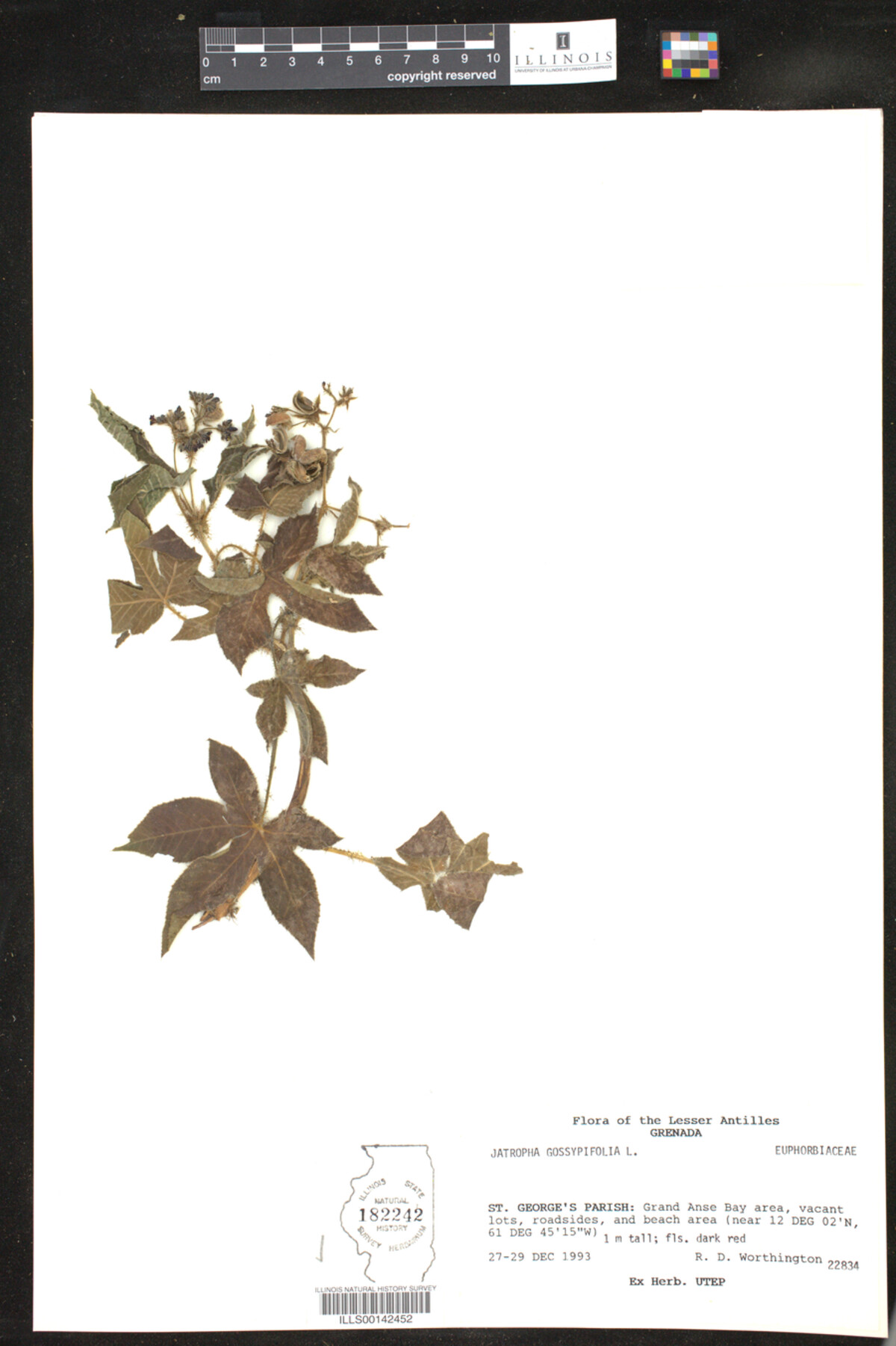 Jatropha gossypifolia image