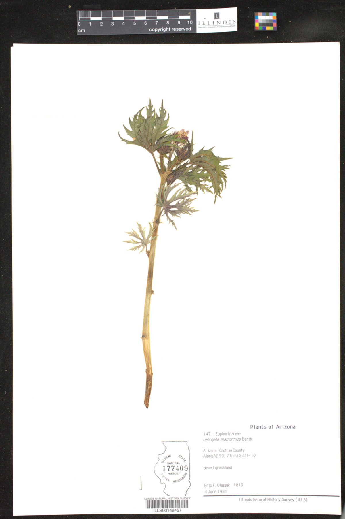 Euphorbia macrorhiza image