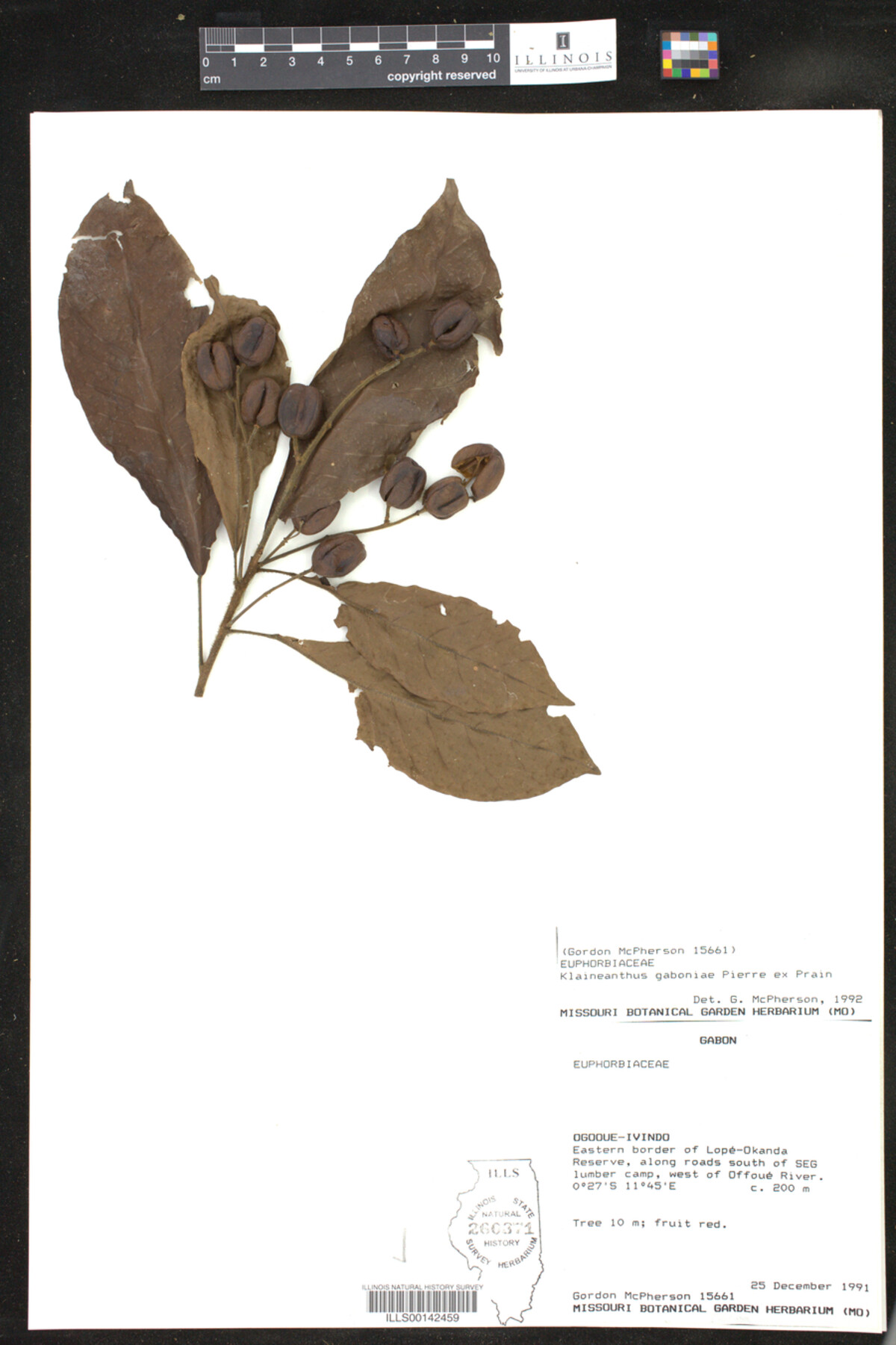 Klaineanthus gaboniae image