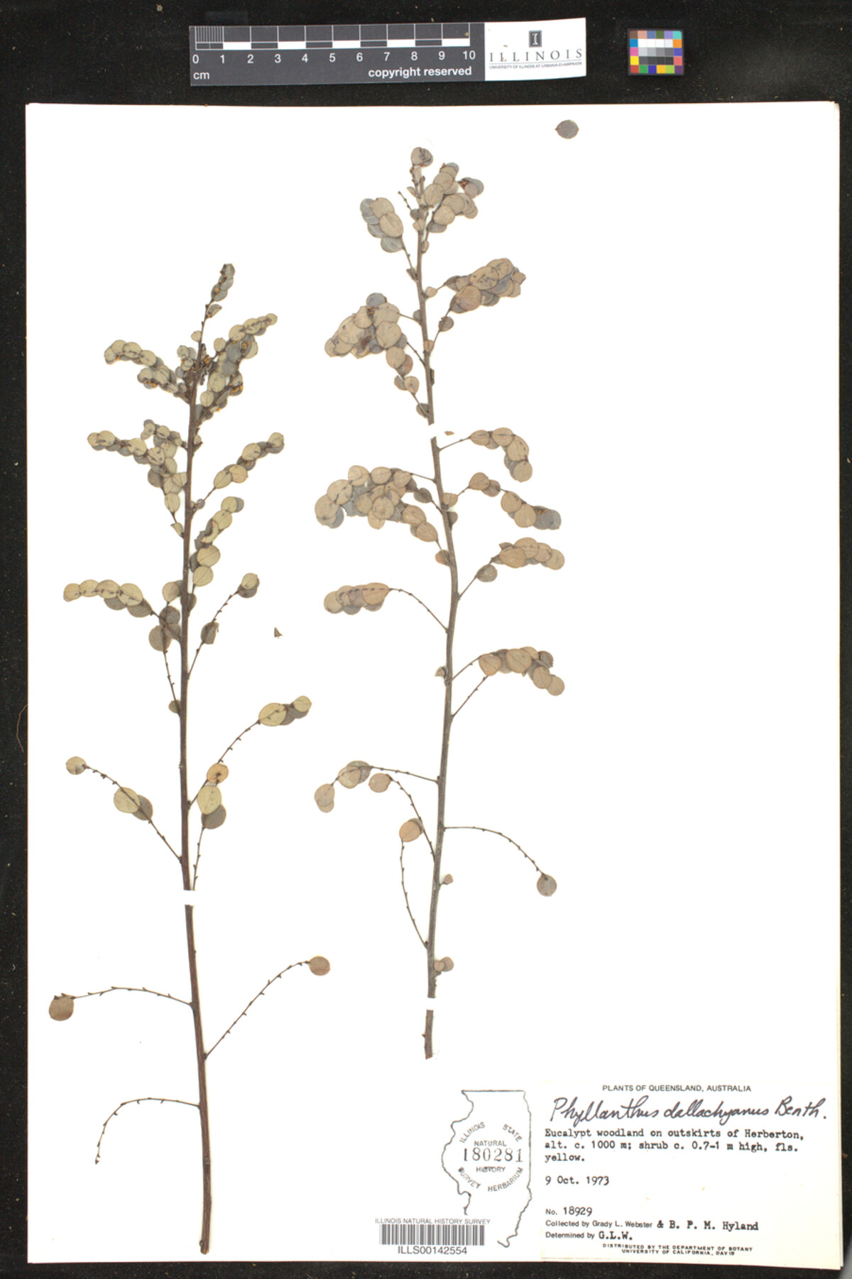 Phyllanthus dallachyanus image