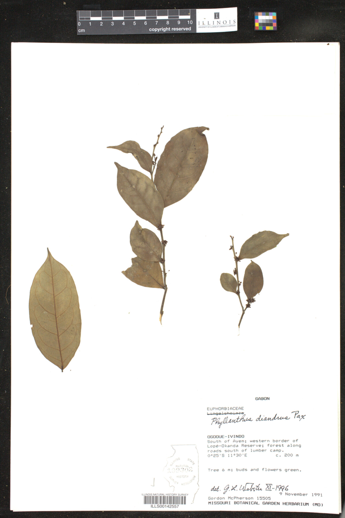 Phyllanthus diandrus image