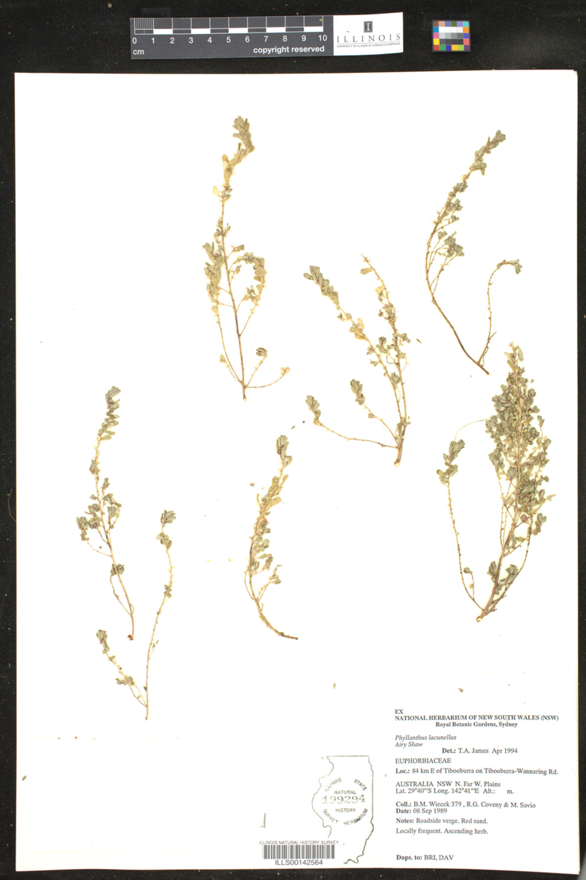 Phyllanthus lacunellus image
