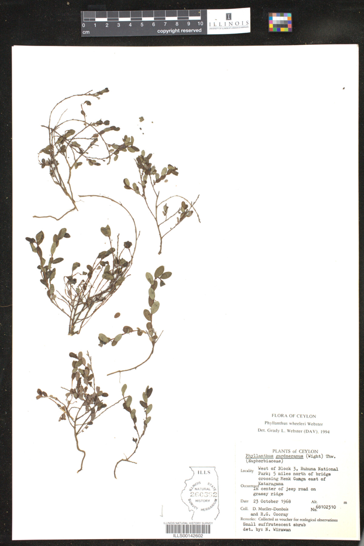 Phyllanthus wheeleri image