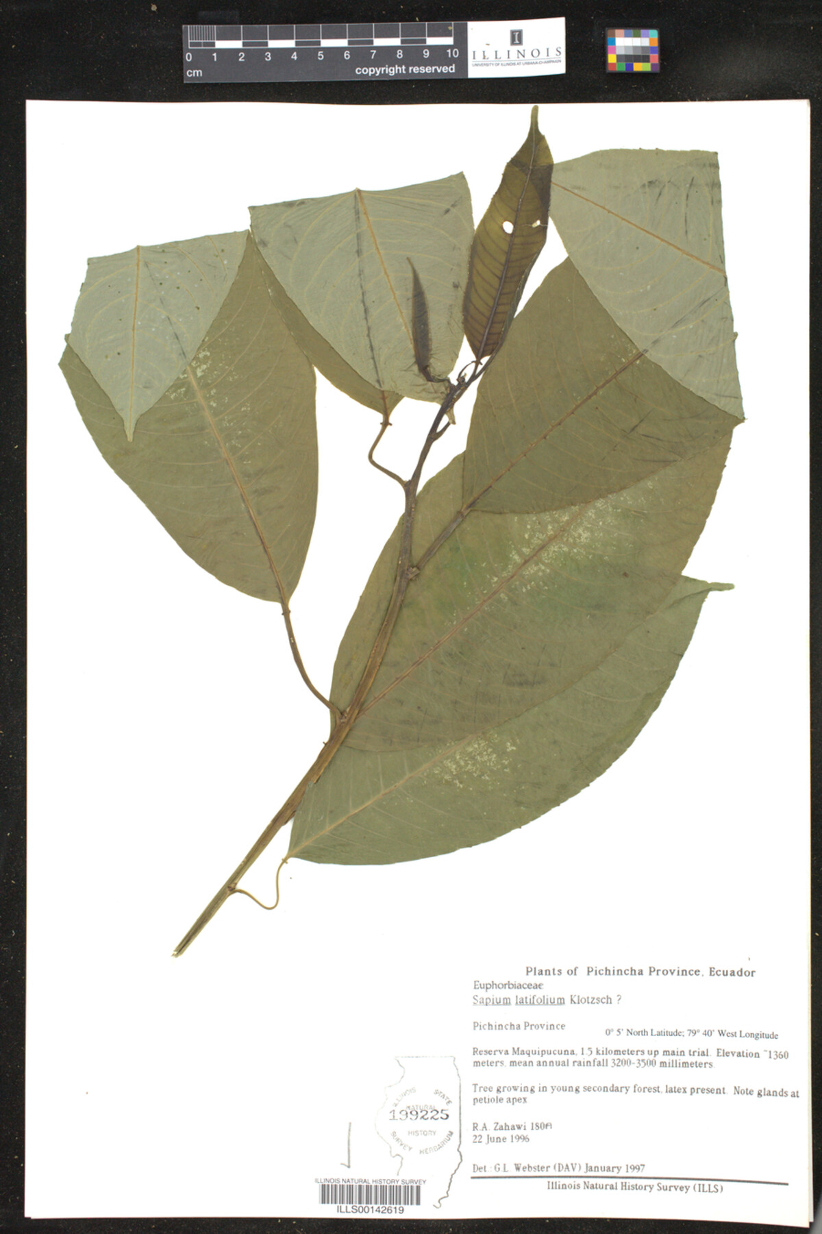 Sapium latifolium image