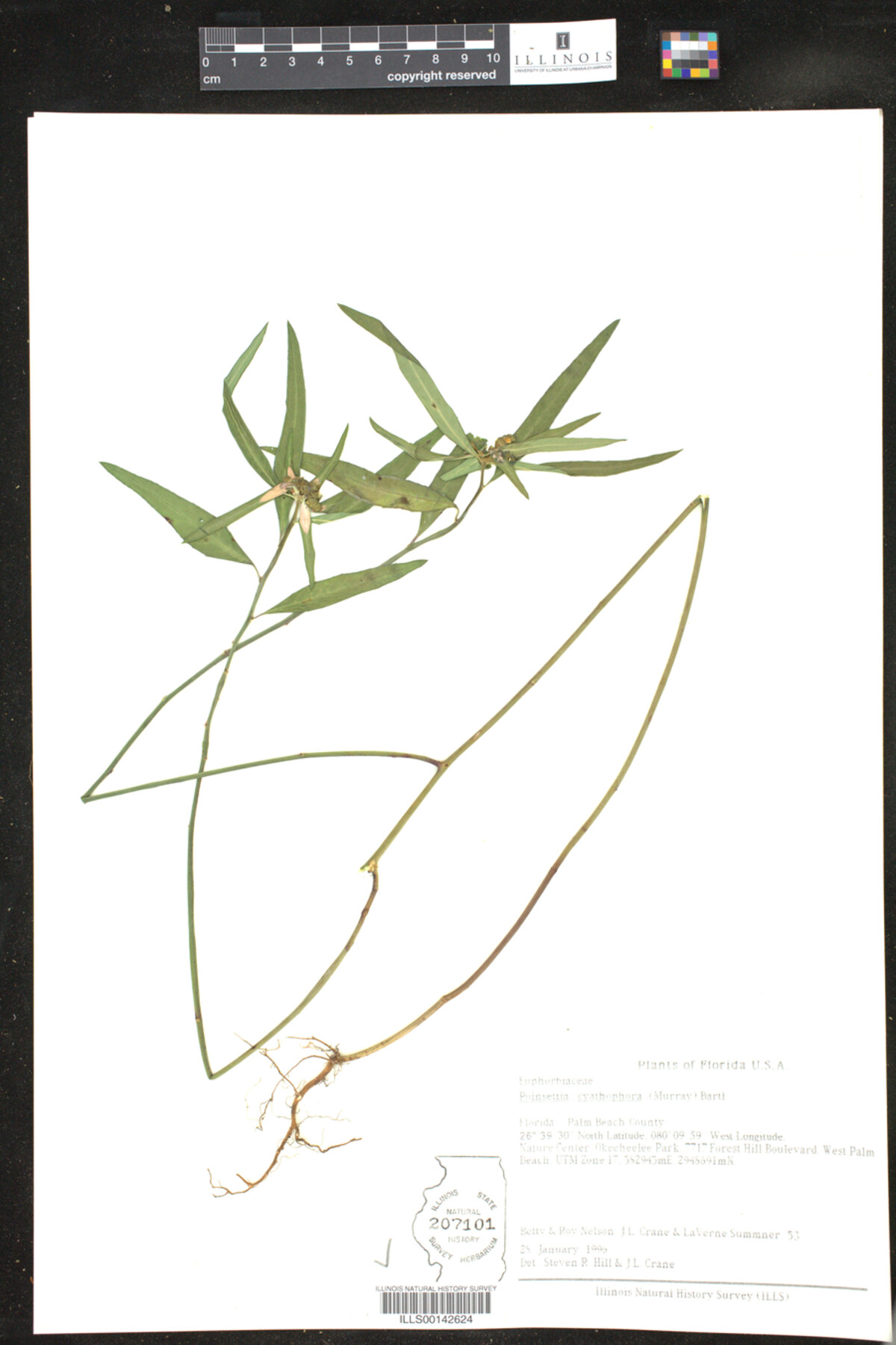 Poinsettia cyanthophora image
