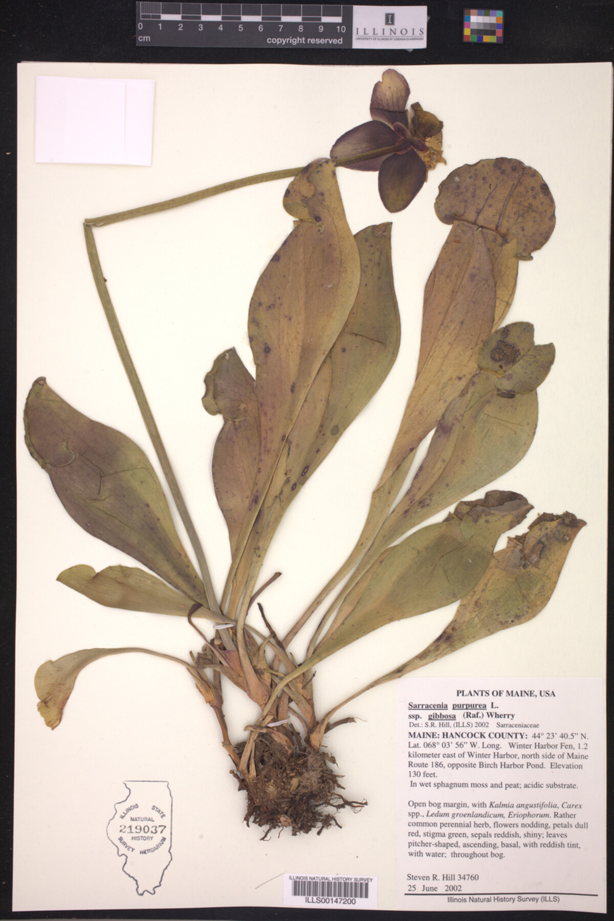 Sarracenia purpurea ssp. gibbosa image