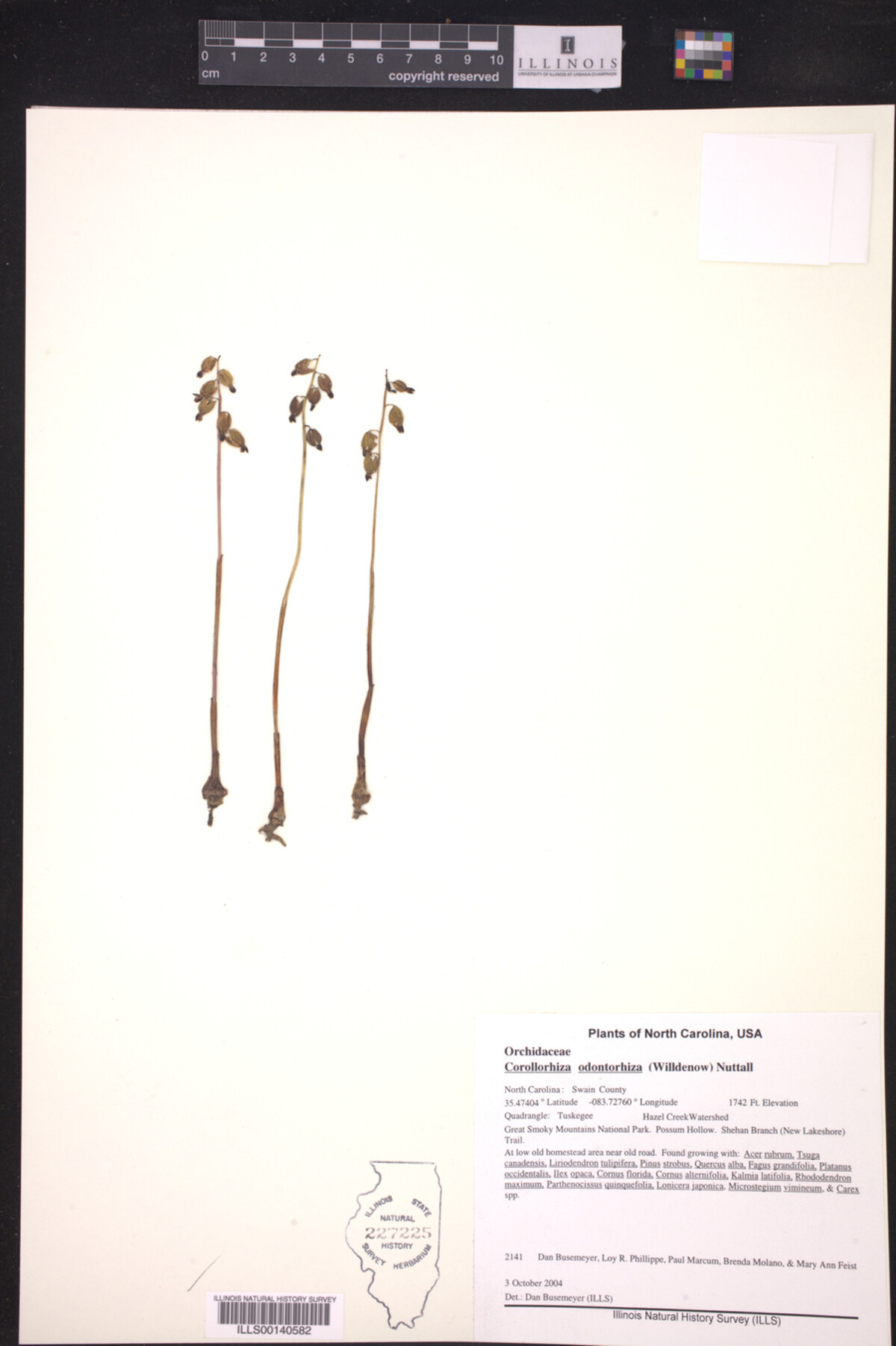 Corollorhiza odontorhiza image