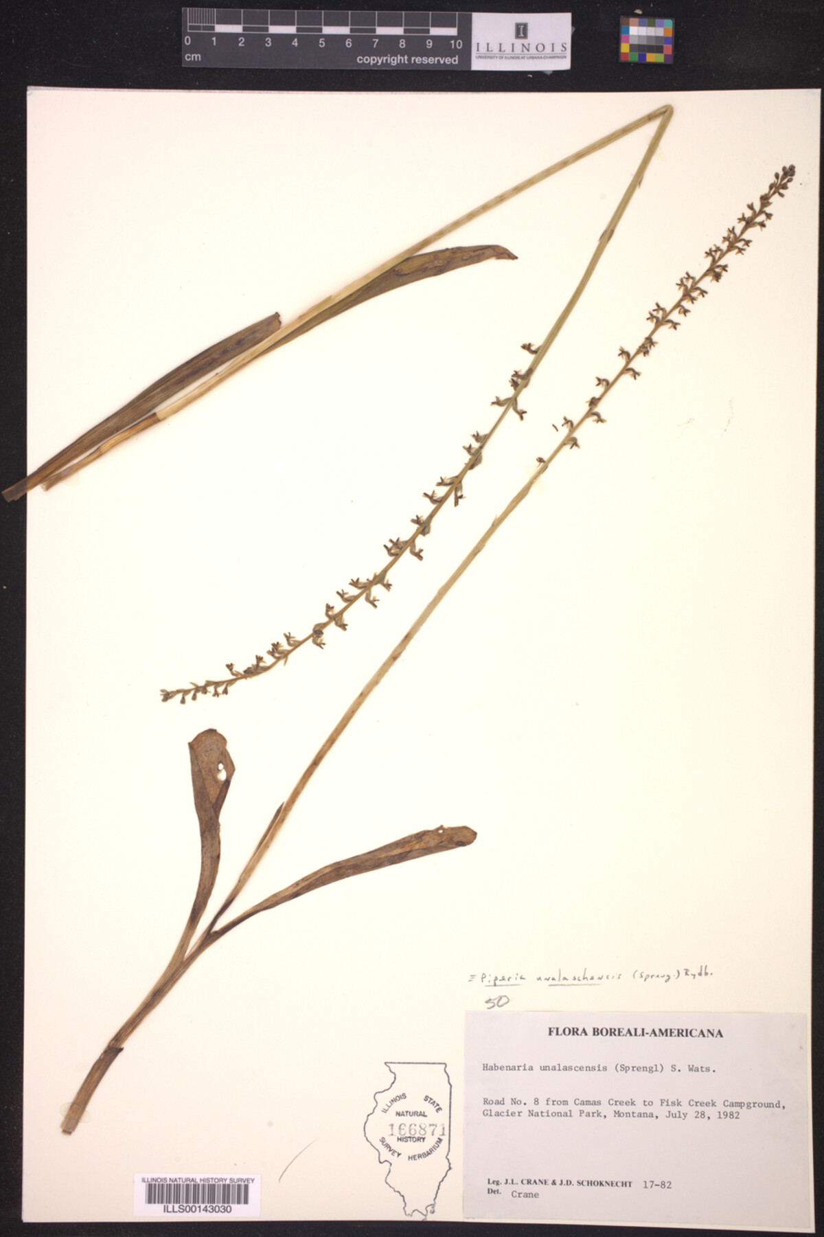 Piperia unalaschensis image