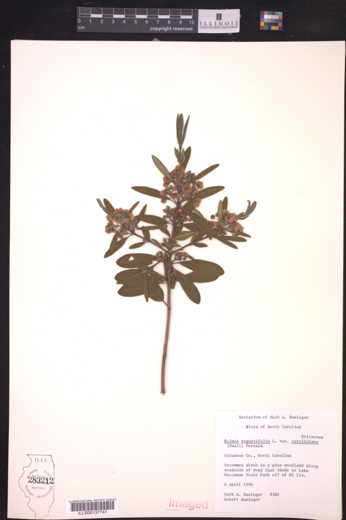 Kalmia angustifolia var. caroliniana image