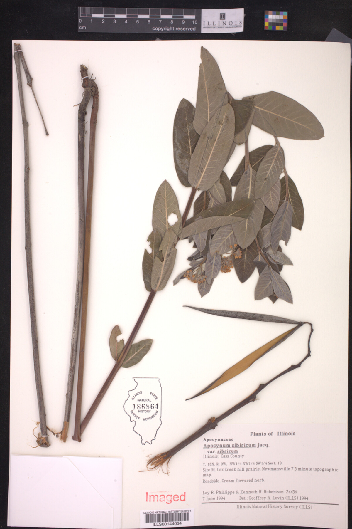 Apocynum sibiricum var. sibricum image