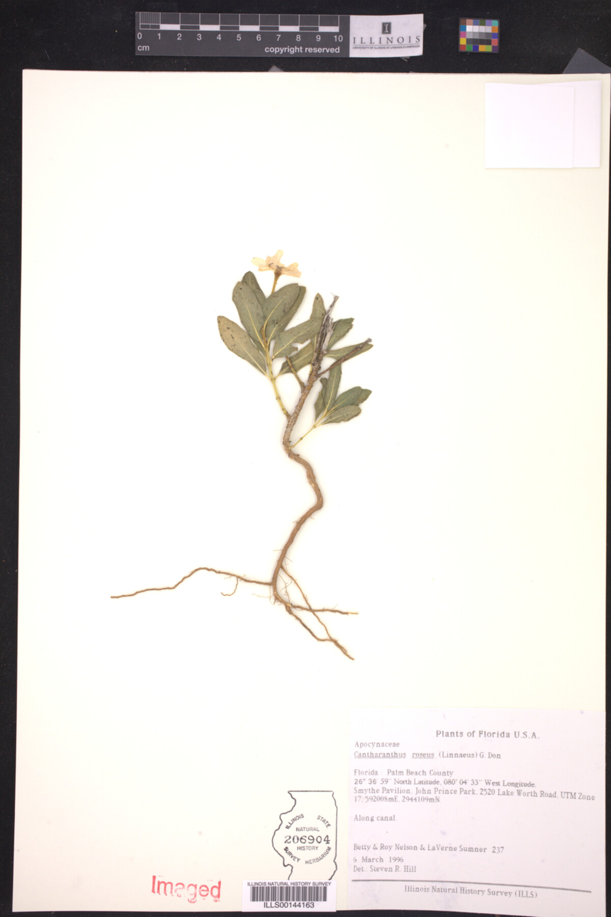 Cantharanthus roseus image