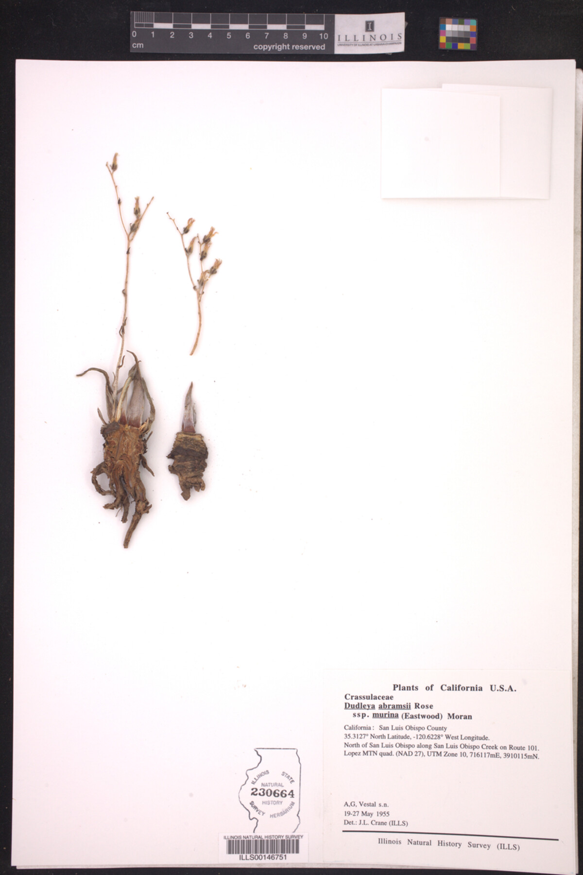 Dudleya abramsii ssp. murina image