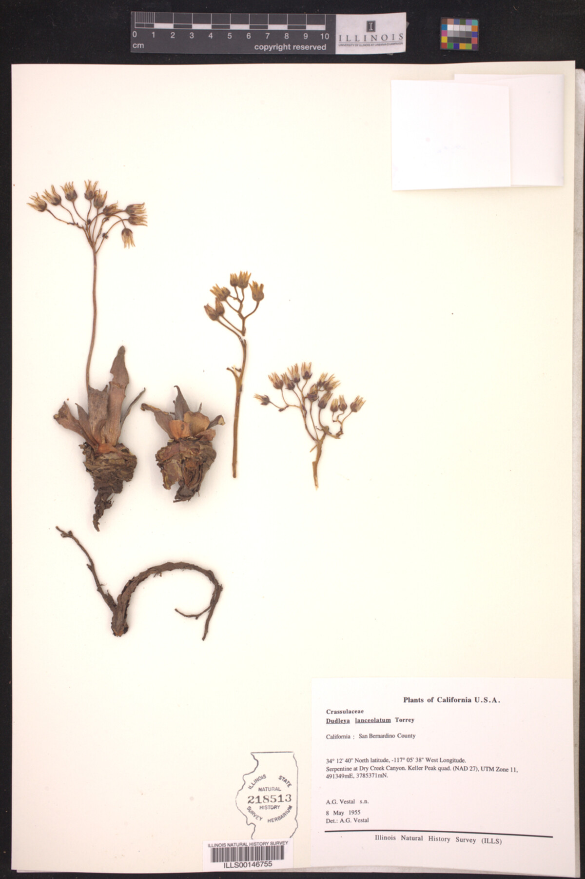 Dudleya lanceolatum image
