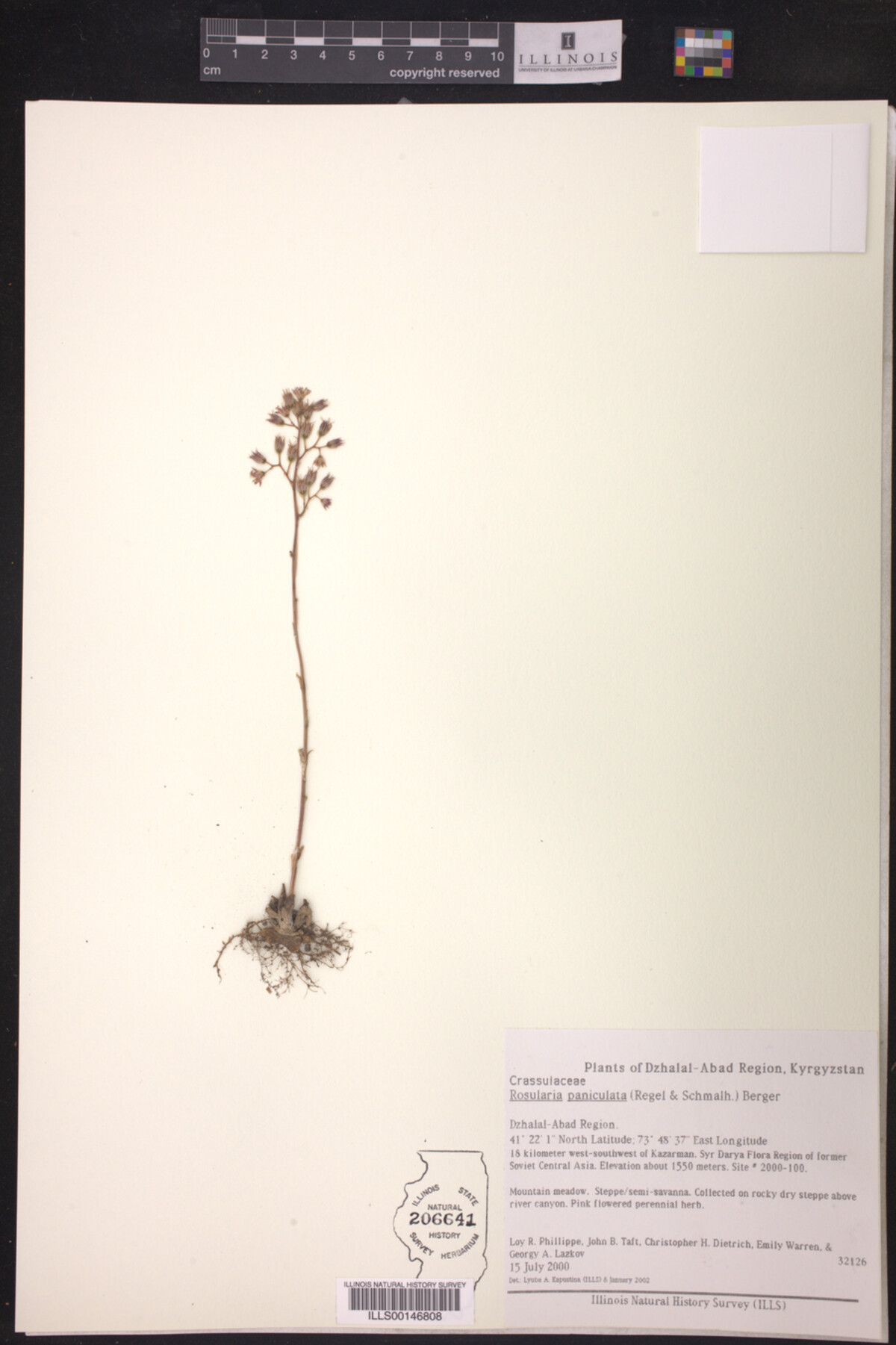 Rosularia paniculata image