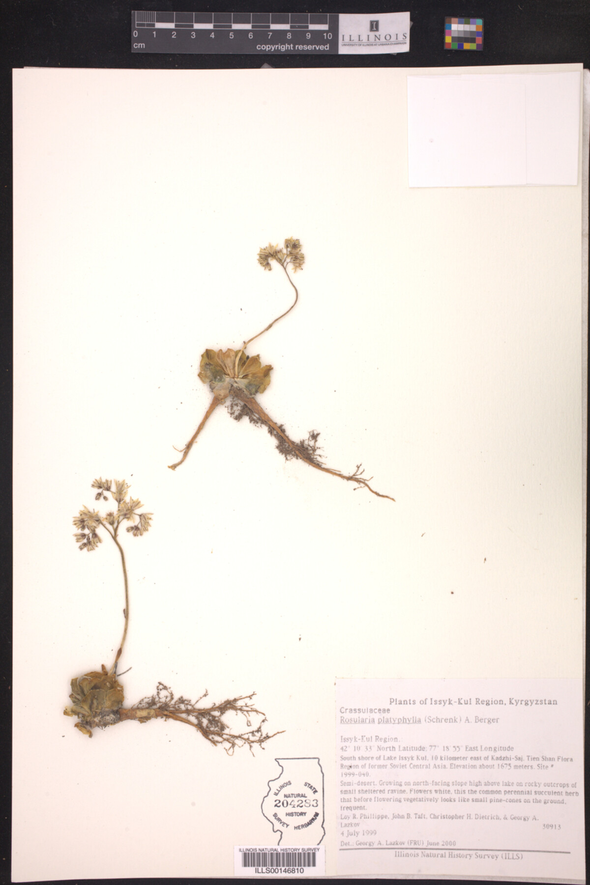 Rosularia platyphylla image