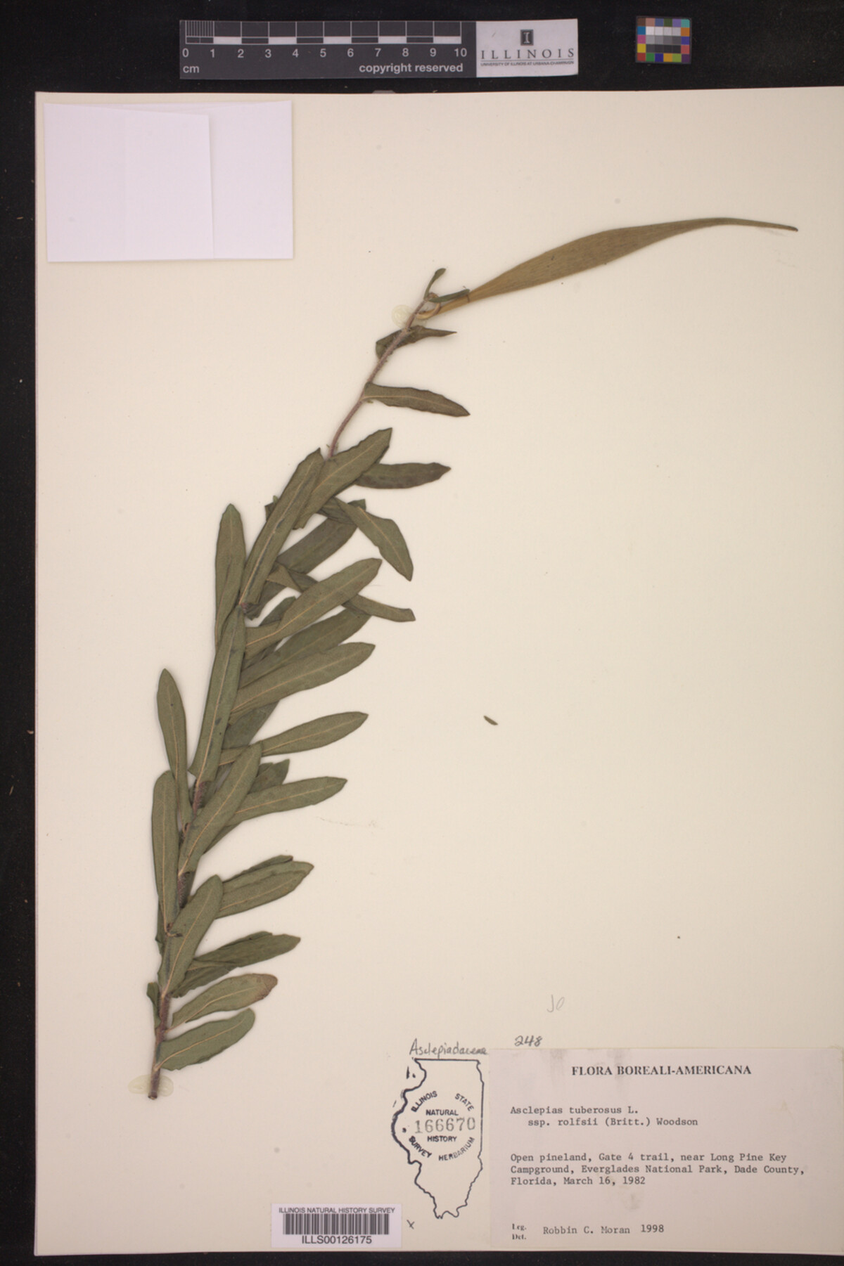 Asclepias tuberosa ssp. rolfsii image