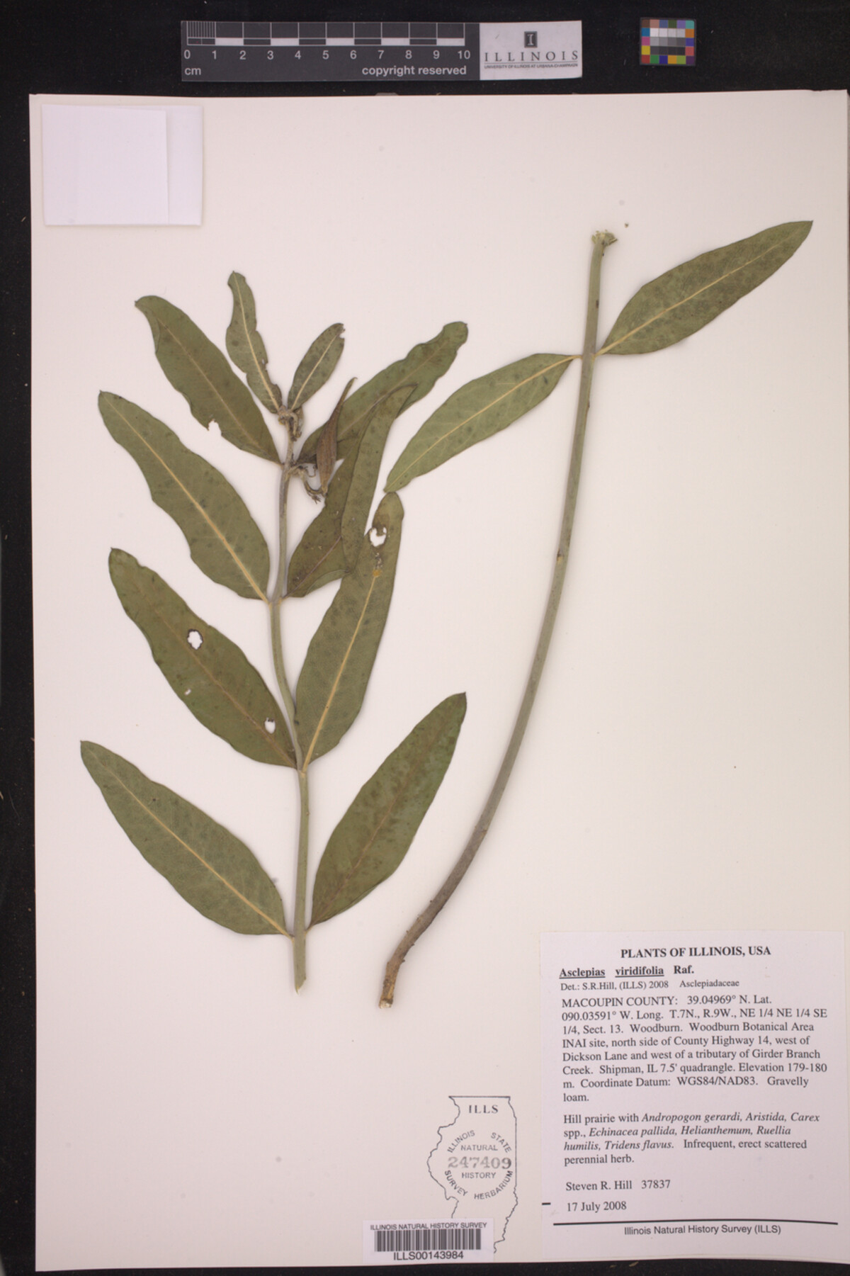 Asclepias viridifolia image