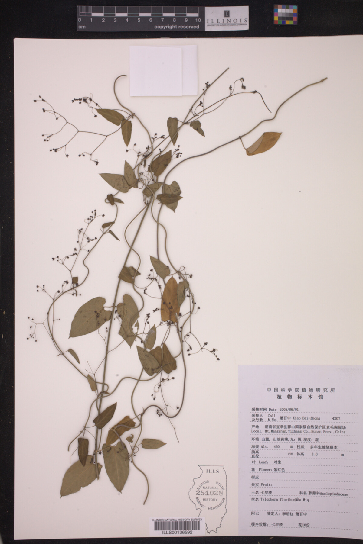 Tylophora floribunda image