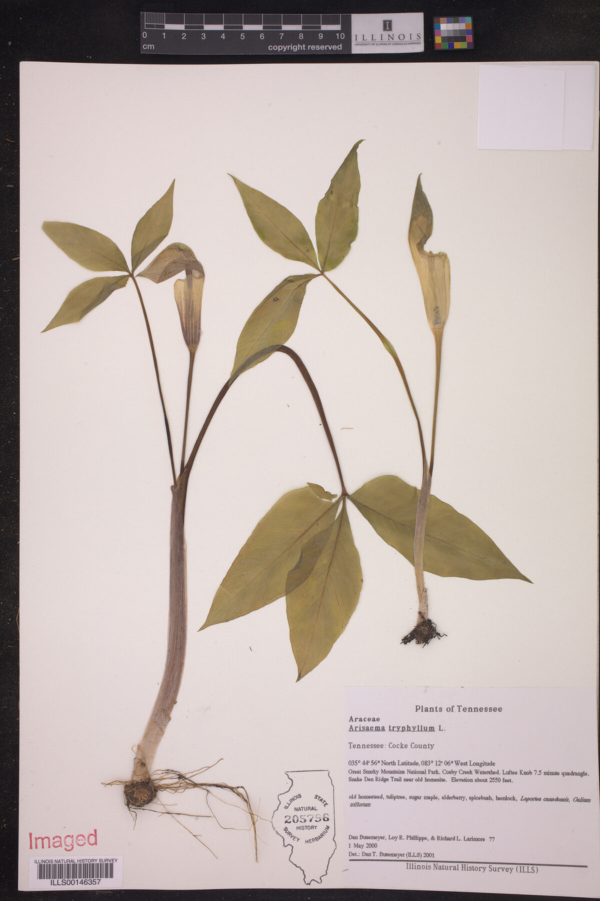 Arisaema tryphyllum image