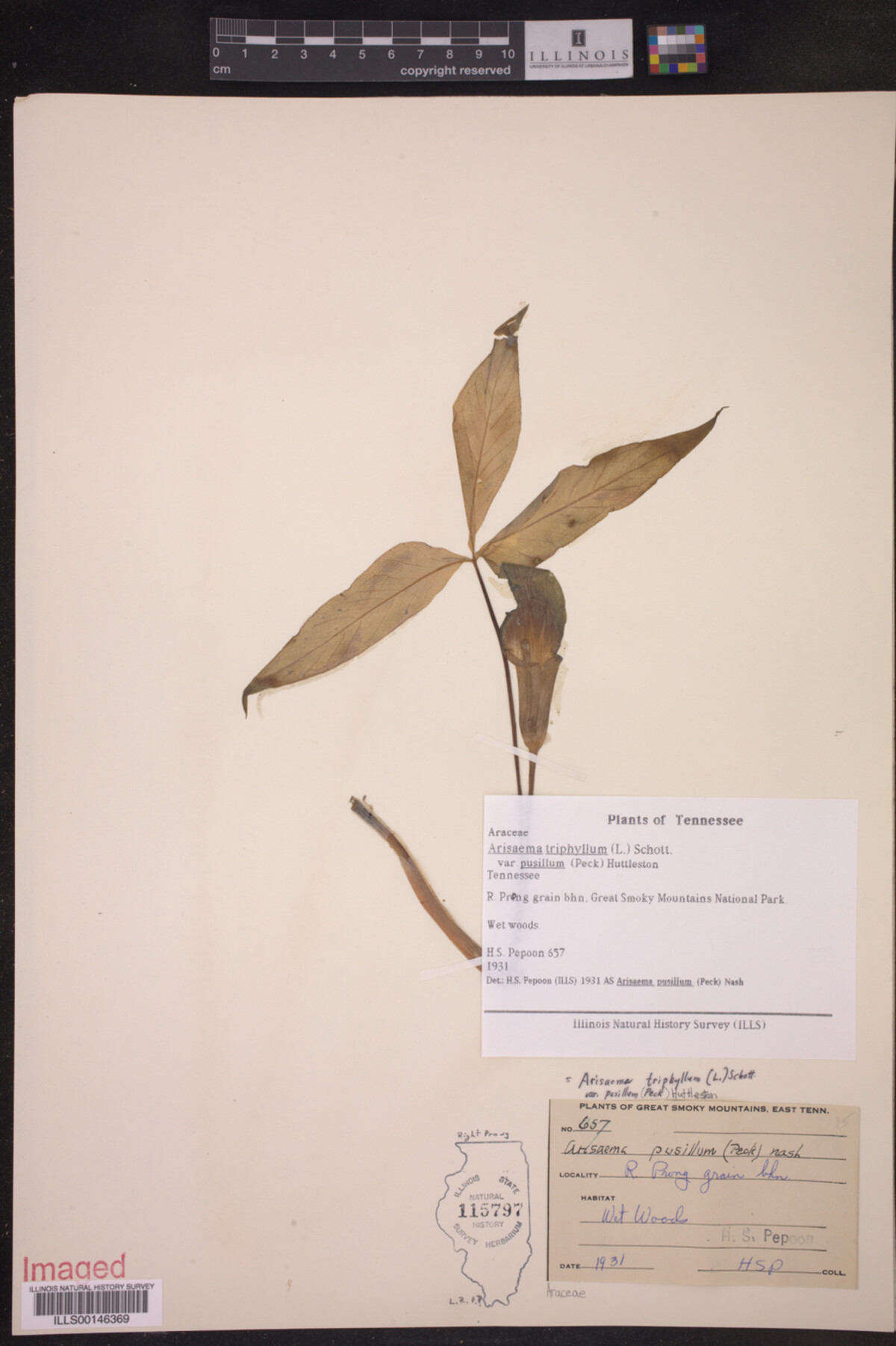 Arisaema triphyllum var. pusillum image