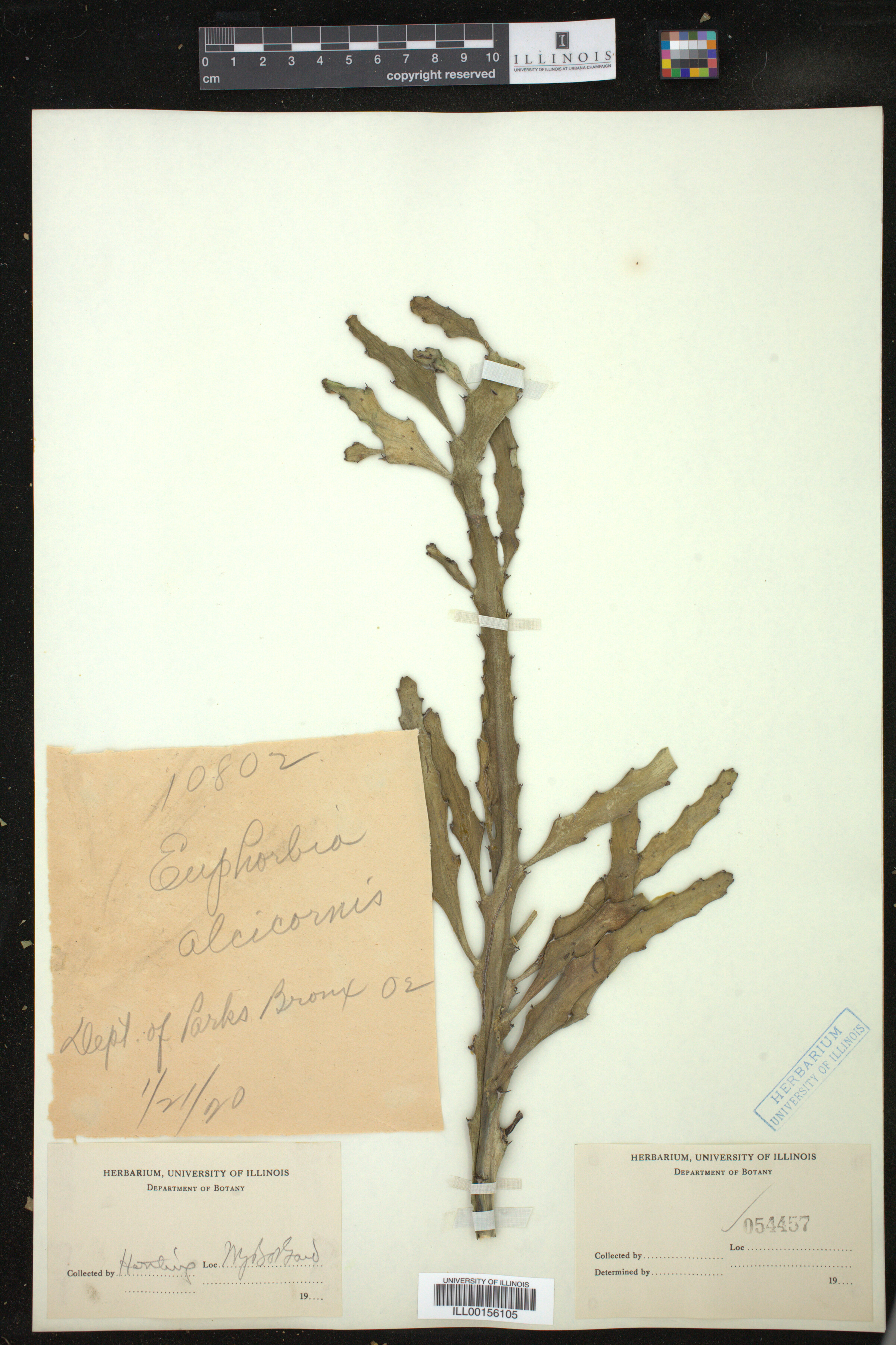Euphorbia alcicornis image