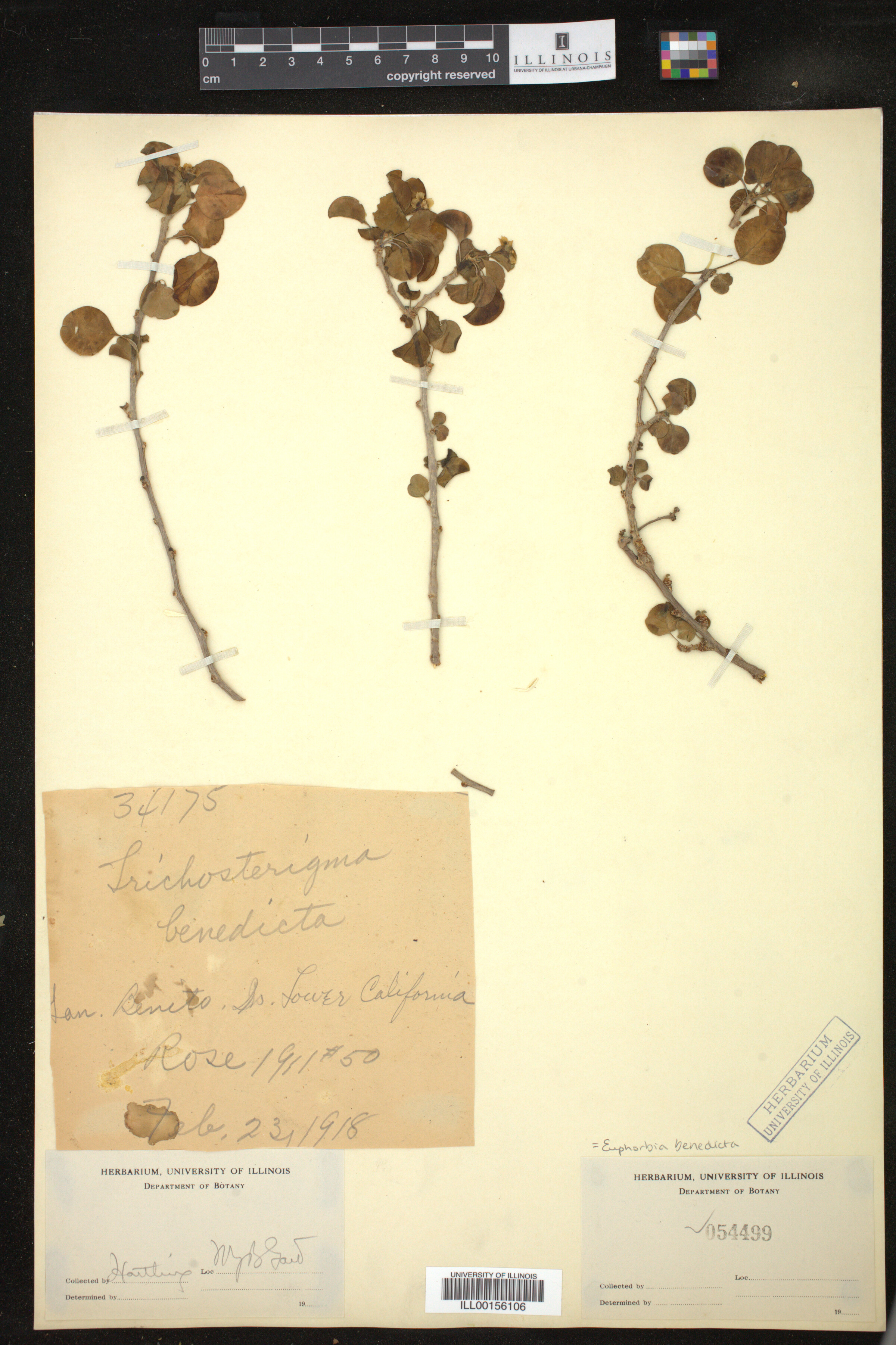Euphorbia misera image