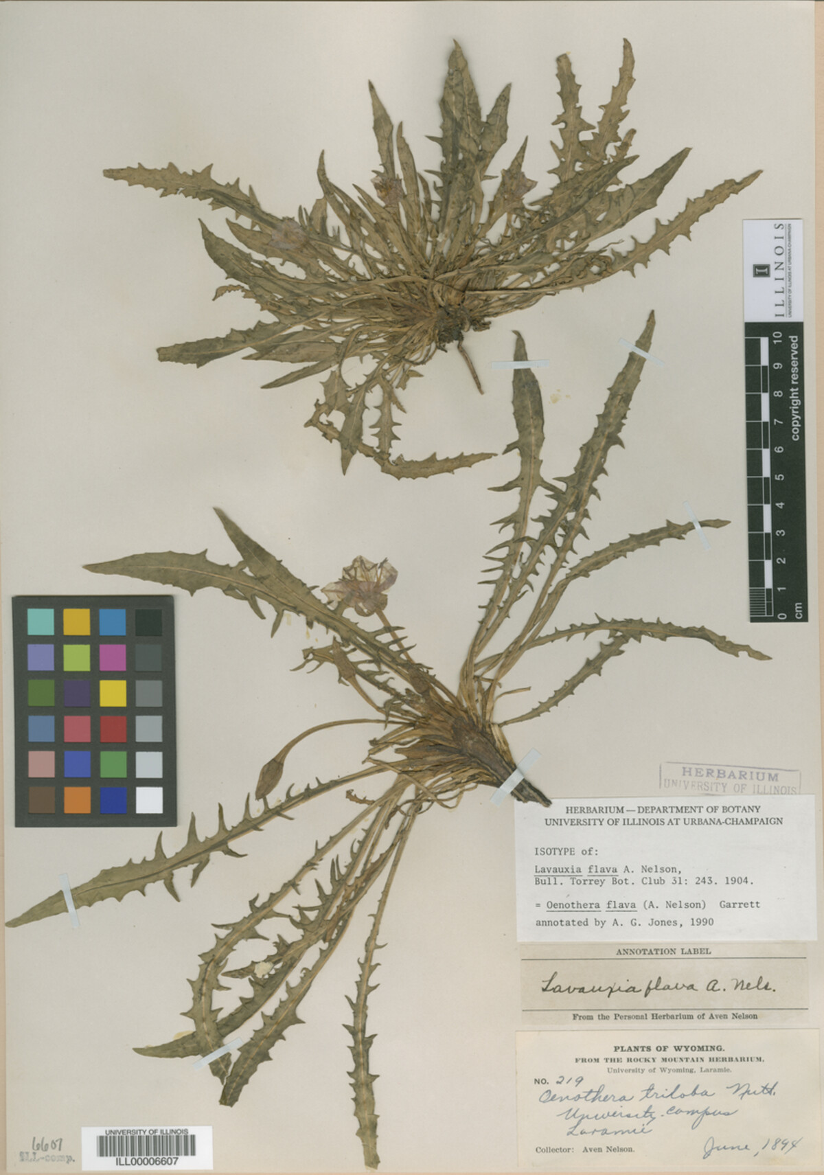 Oenothera image