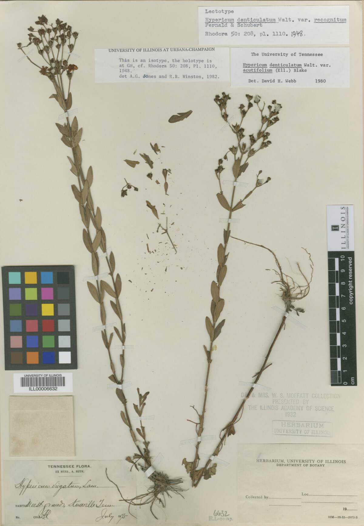 Hypericum denticulatum ssp. acutifolium image