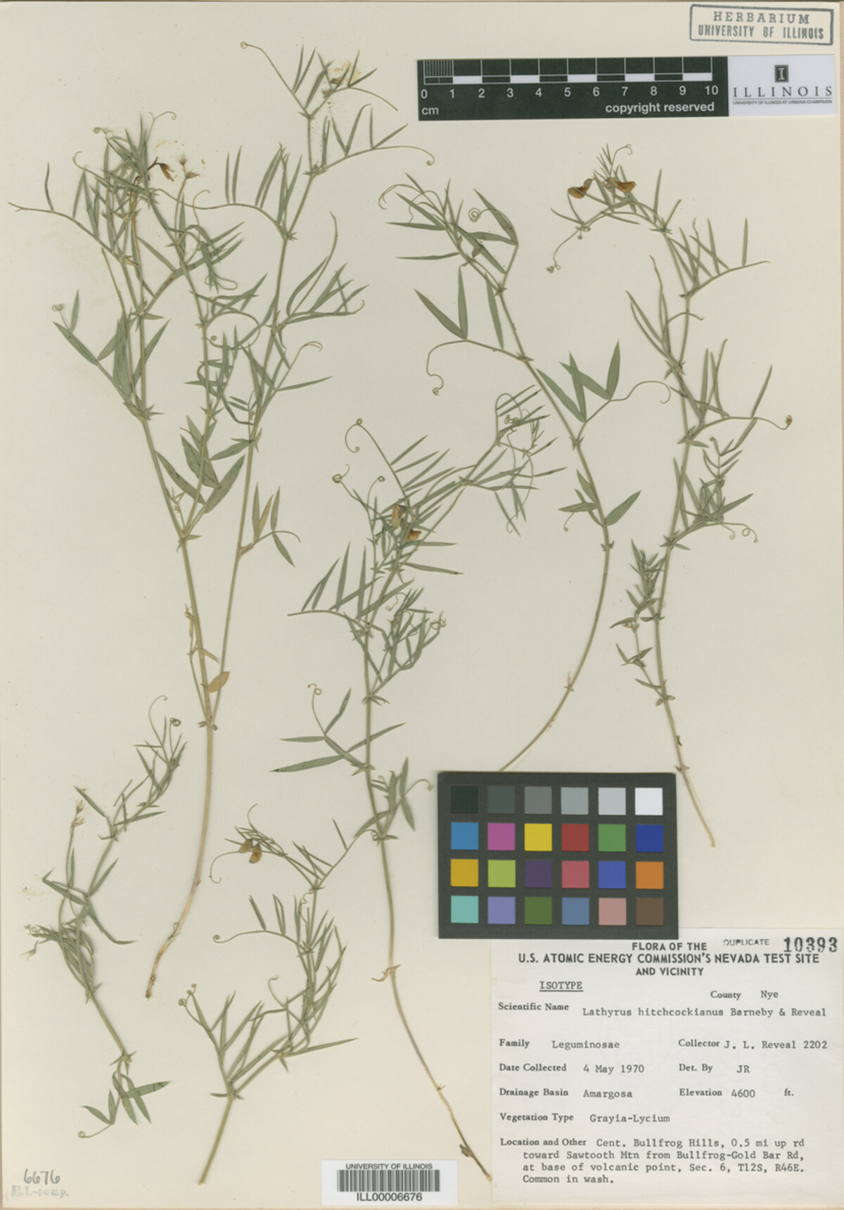 Lathyrus hitchcockianus image