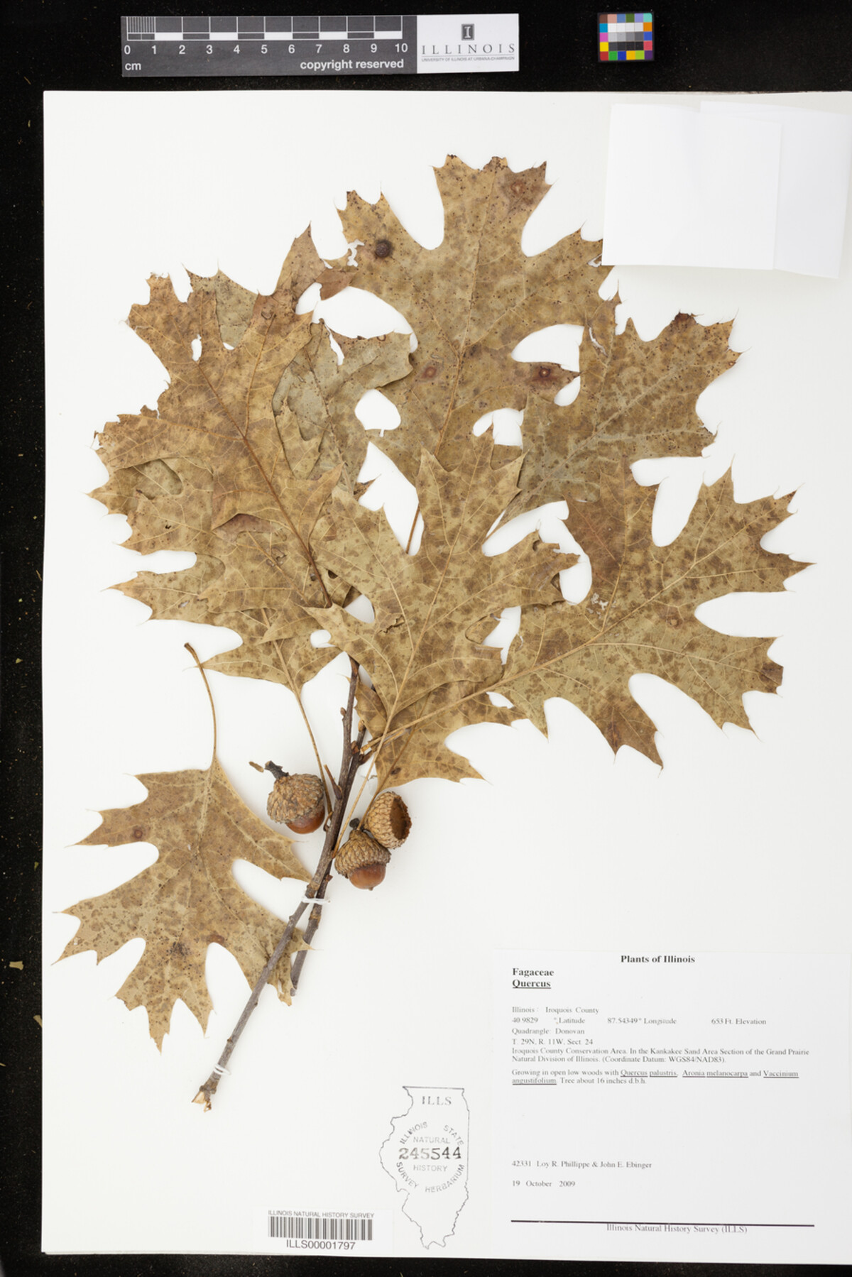 Quercus ellipsoidalis x Q. velutina image