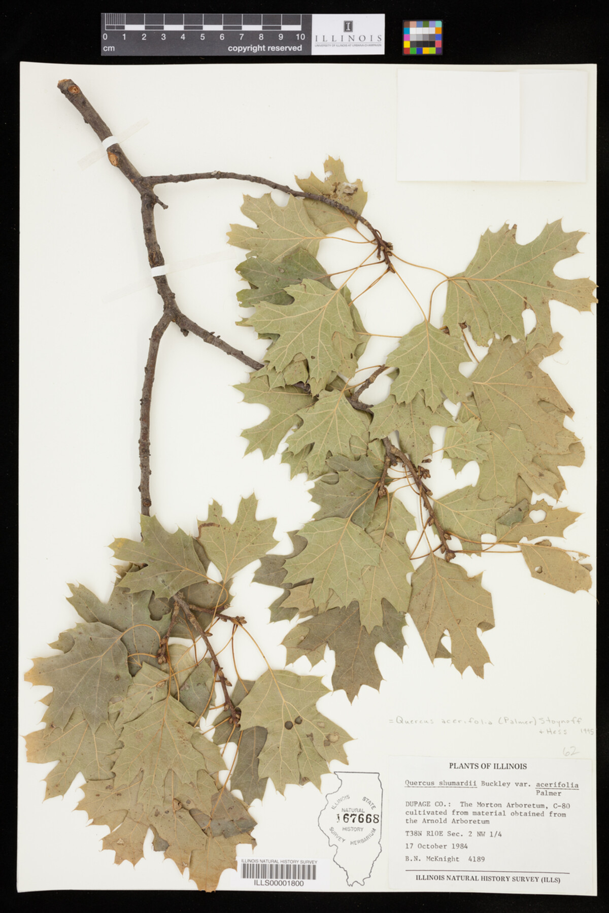 Quercus acerifolia image