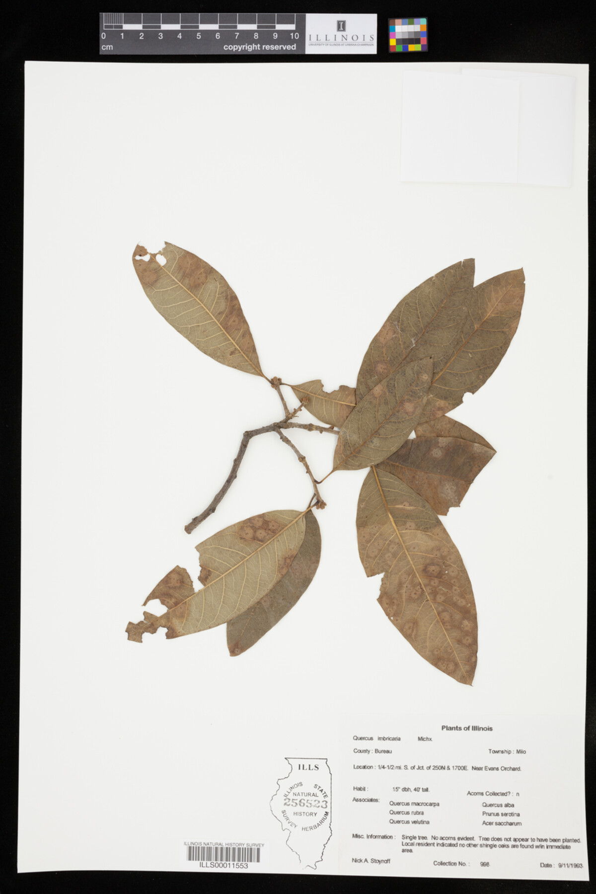 Fagaceae image