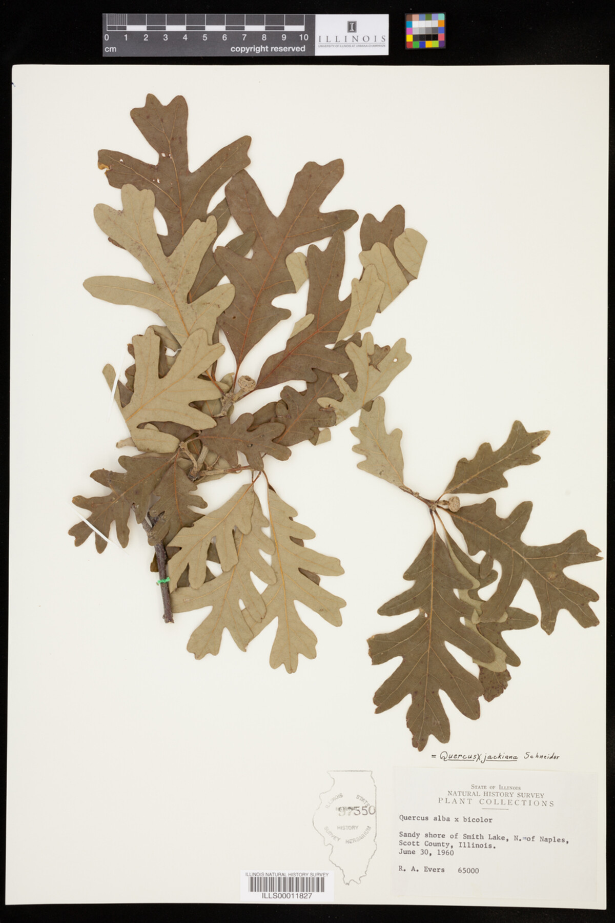 Quercus X jackiana image