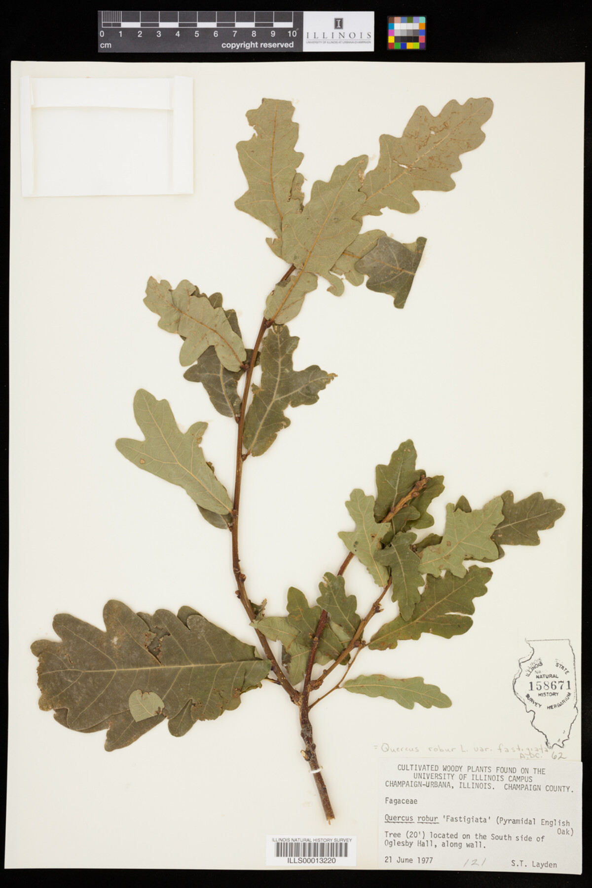 Quercus robur var. fastigiata image