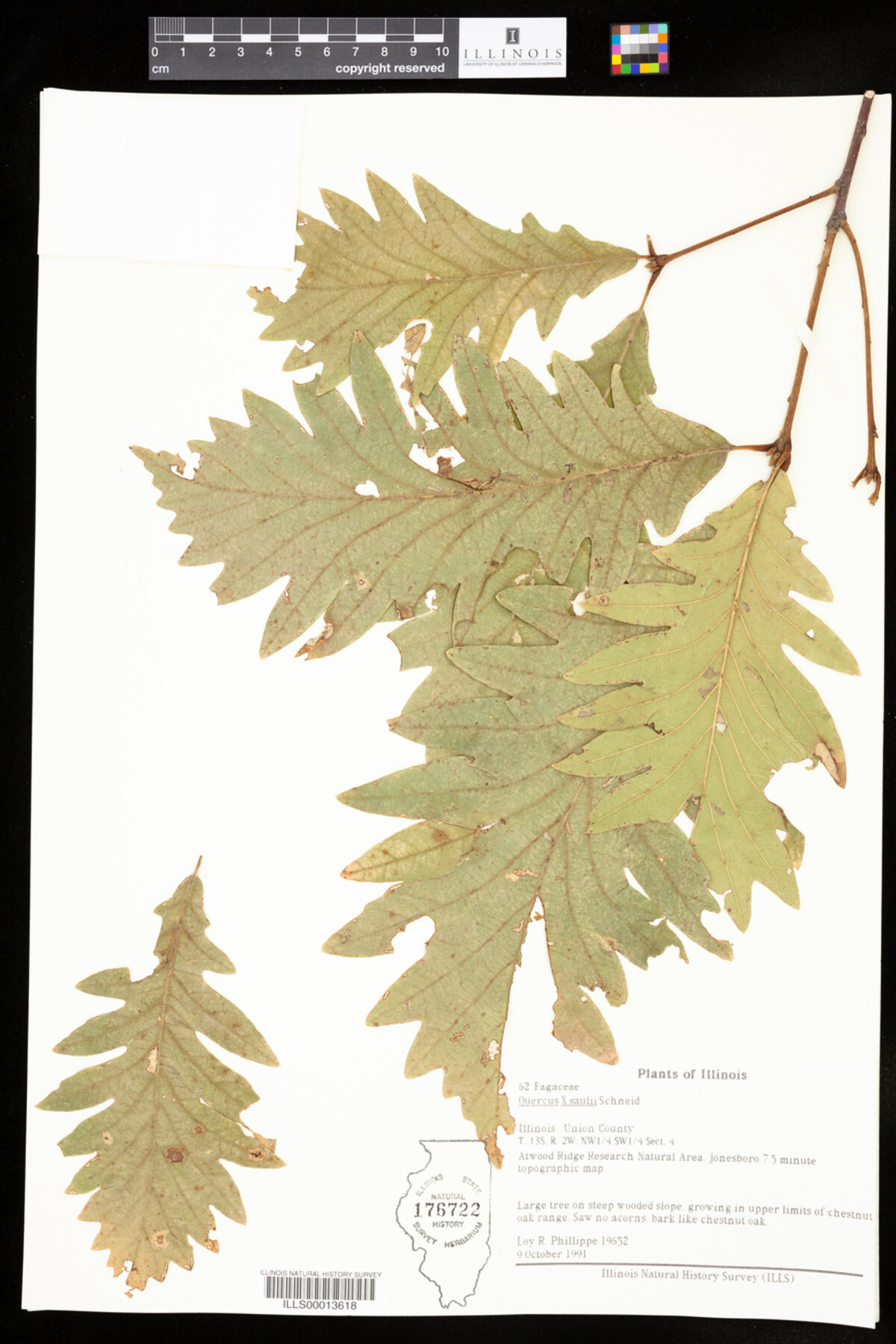 Quercus X saulii image