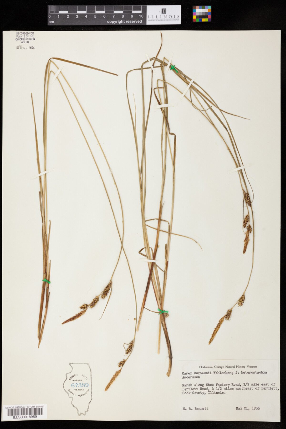 Carex buxbaumii f. heterostachya image
