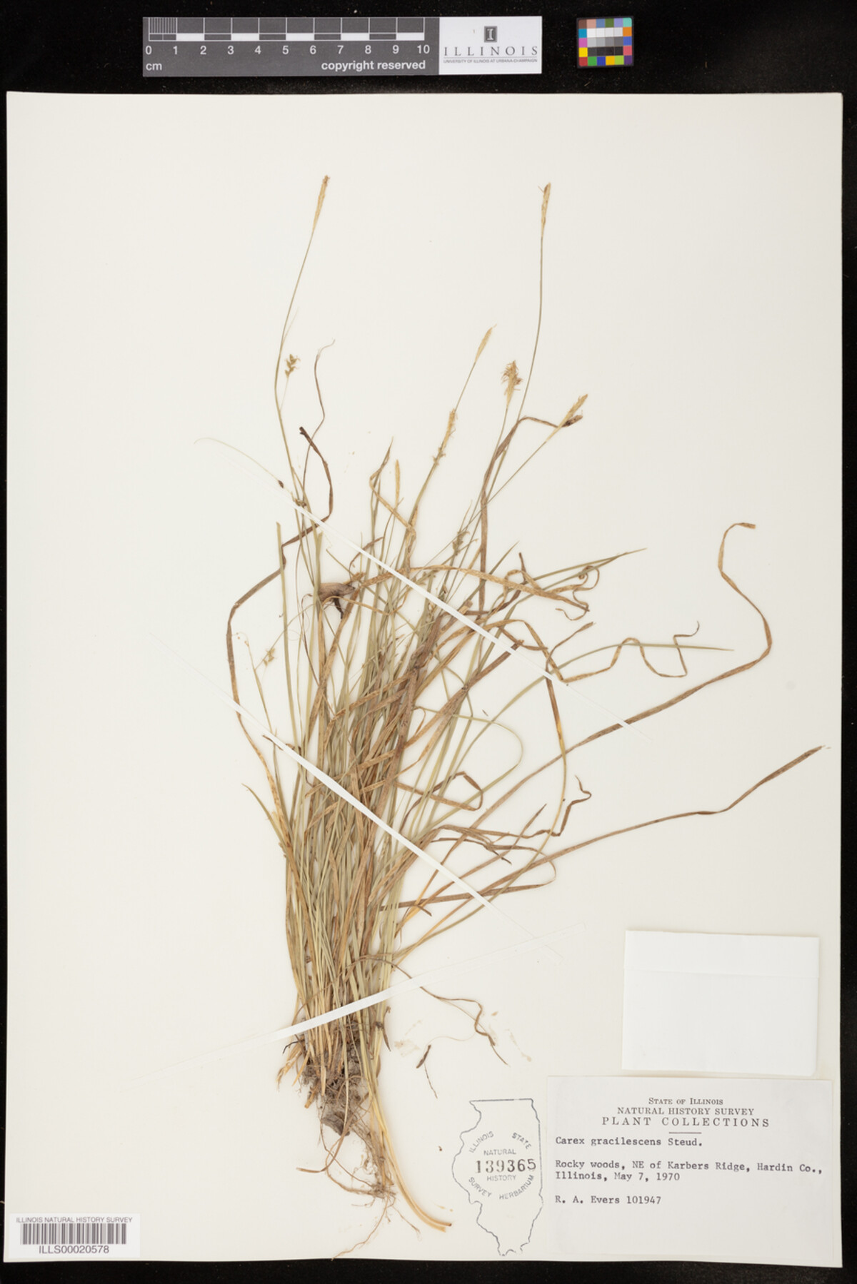Carex digtalis var. macropoda image