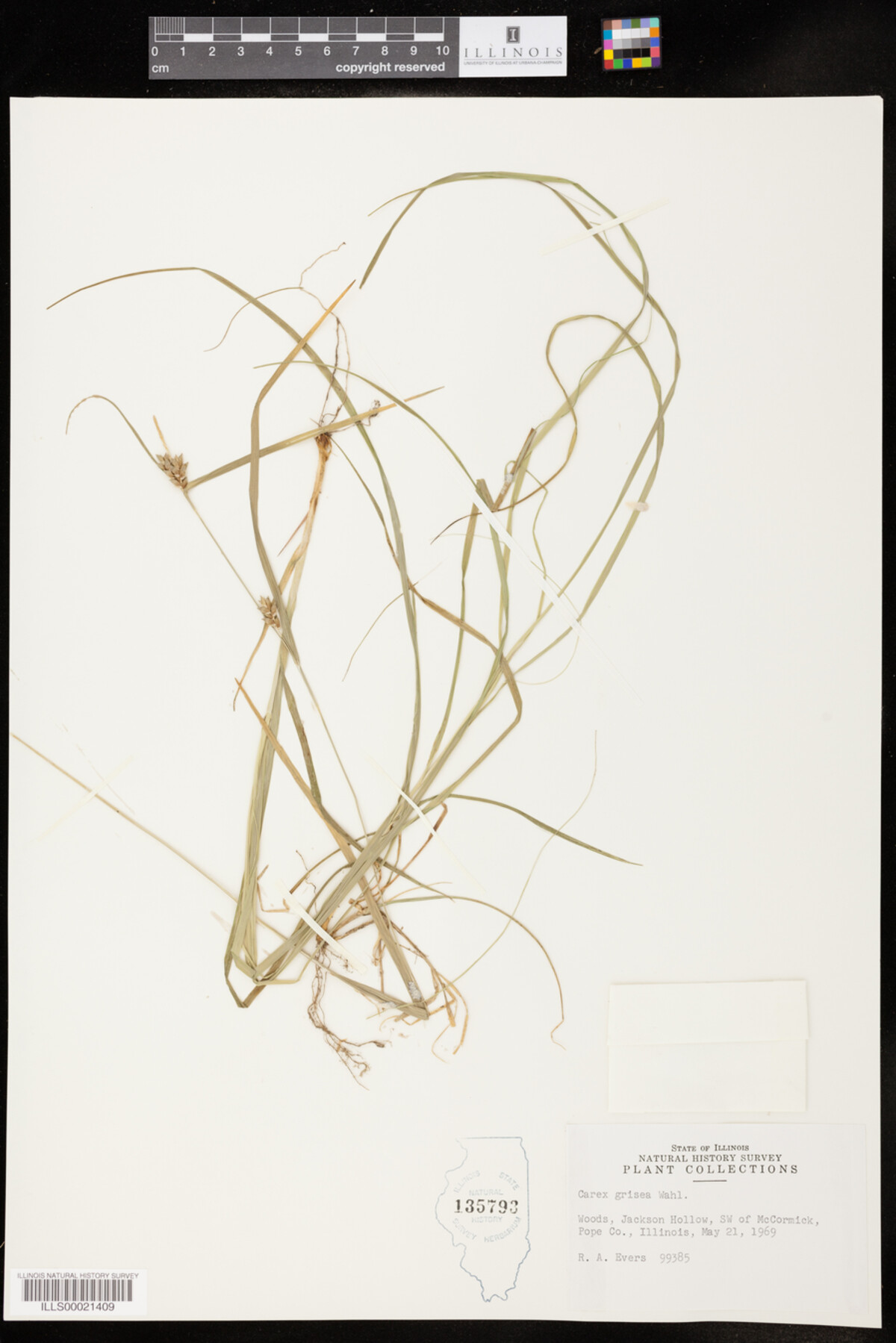 Carex amphbola image