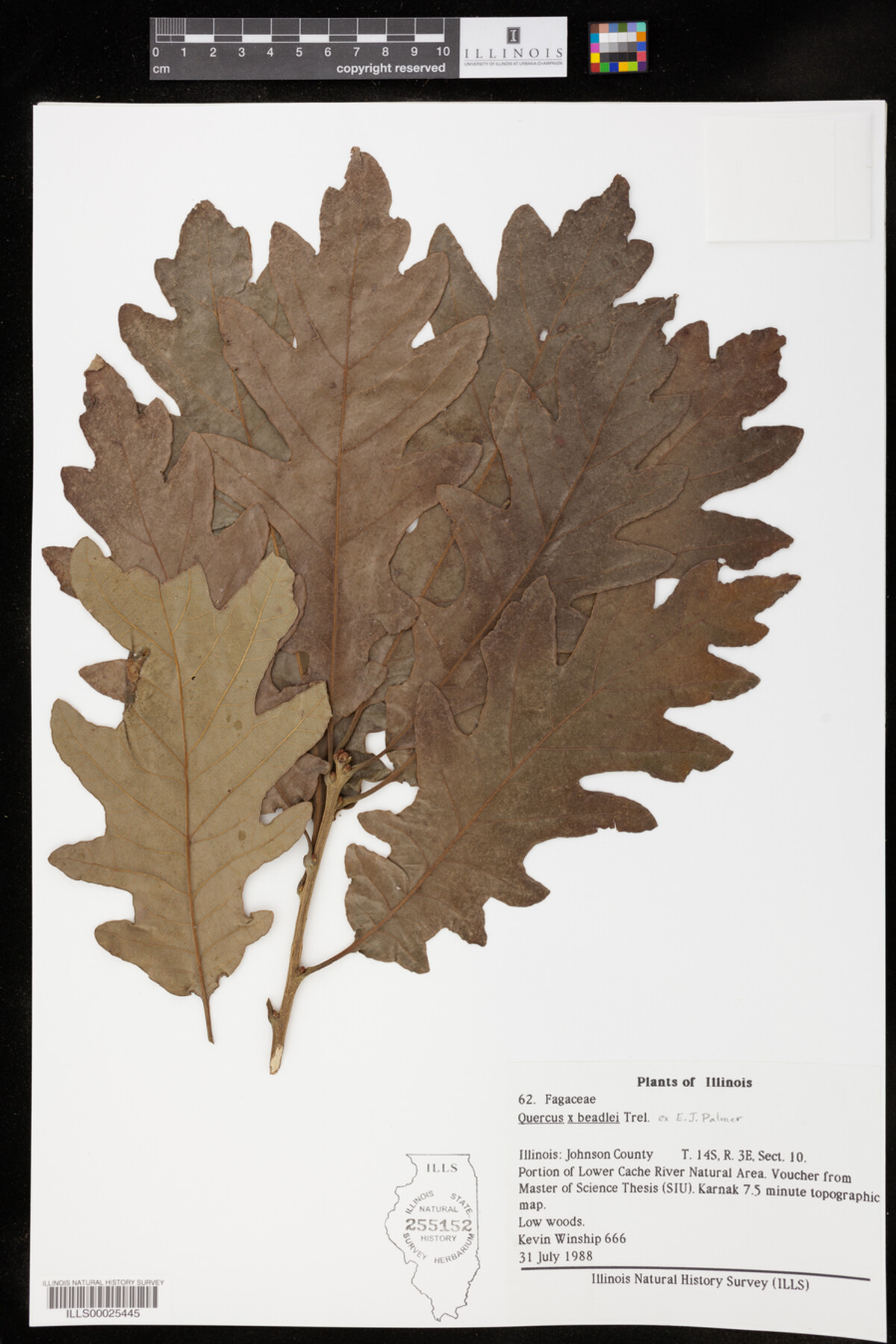 Quercus X beadlei image