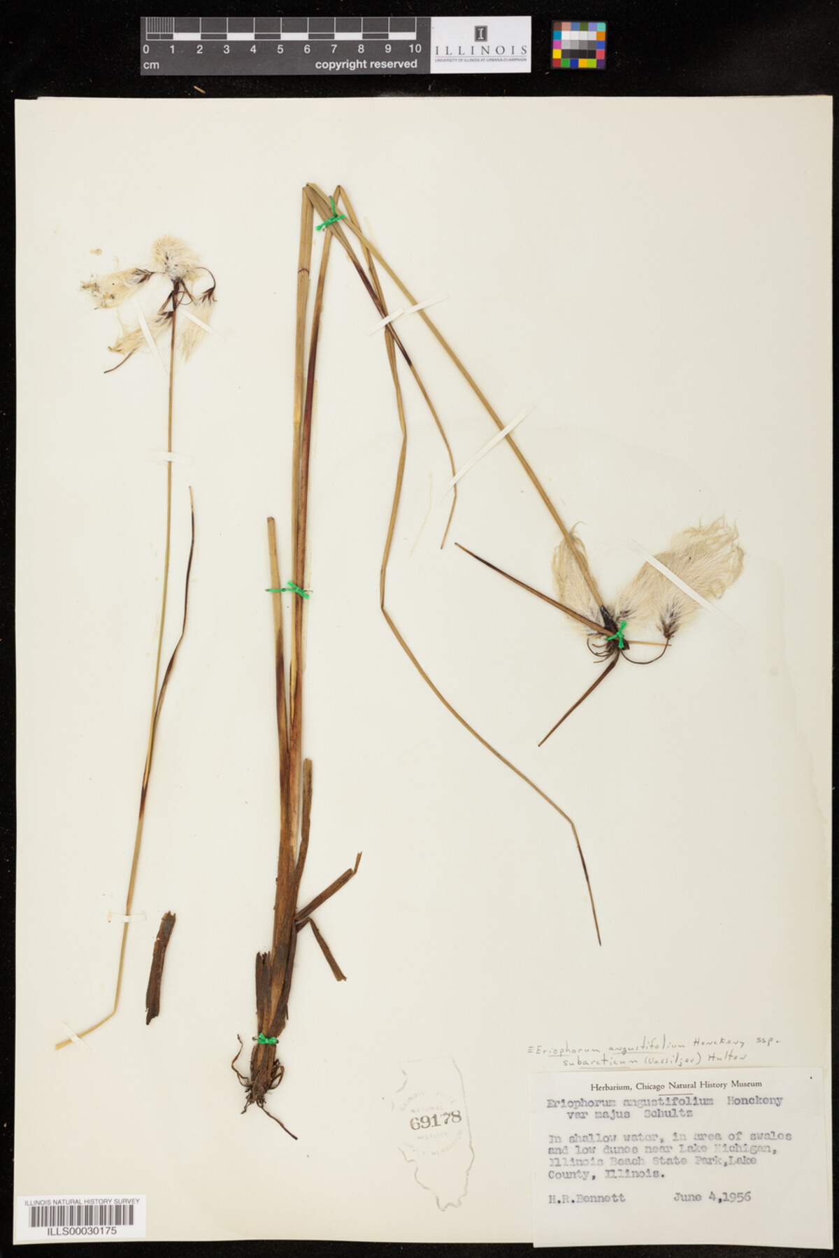 Eriophorum angustifolium ssp. subarcticum image