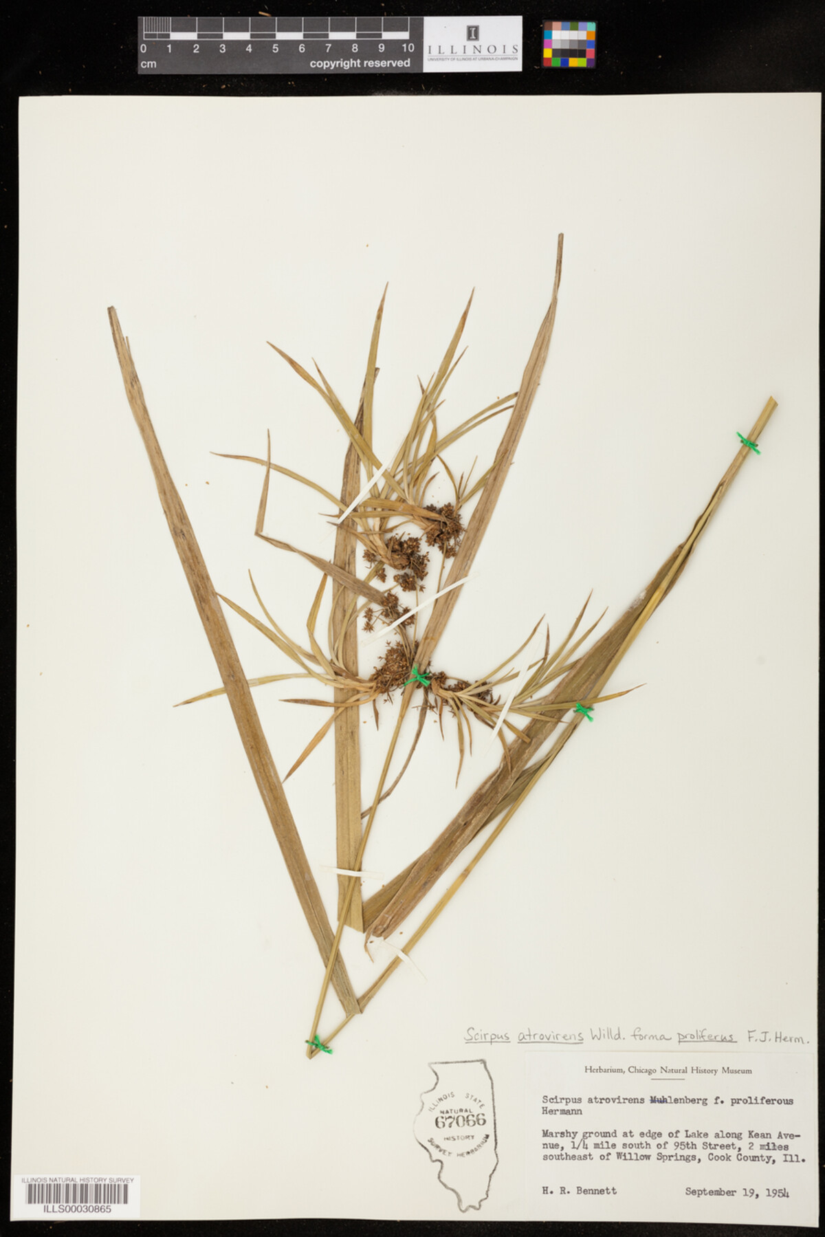 Scirpus atrovirens f. proliferus image