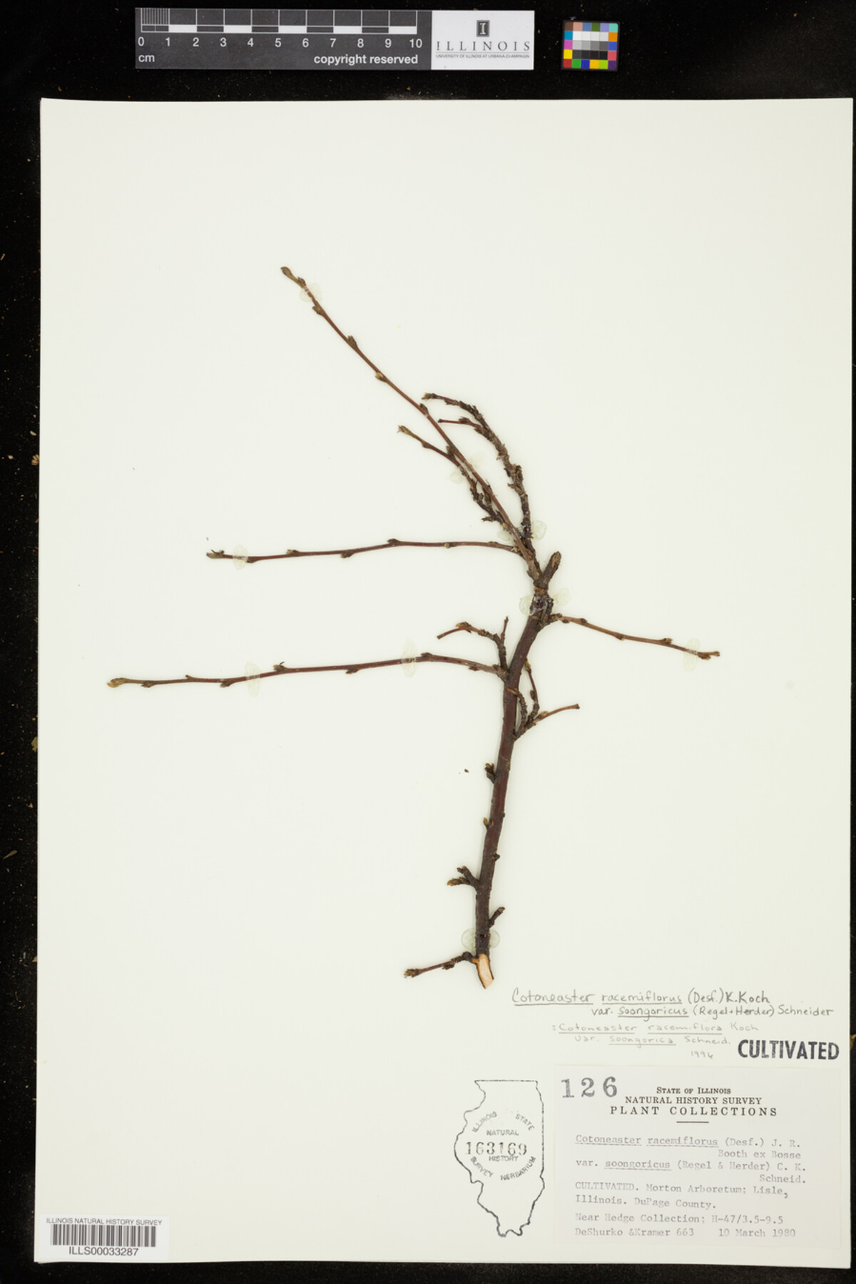 Cotoneaster soongoricus image