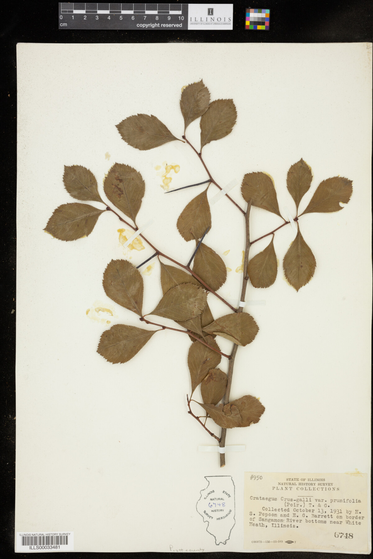 Crataegus crus-galli var. prunifolia image