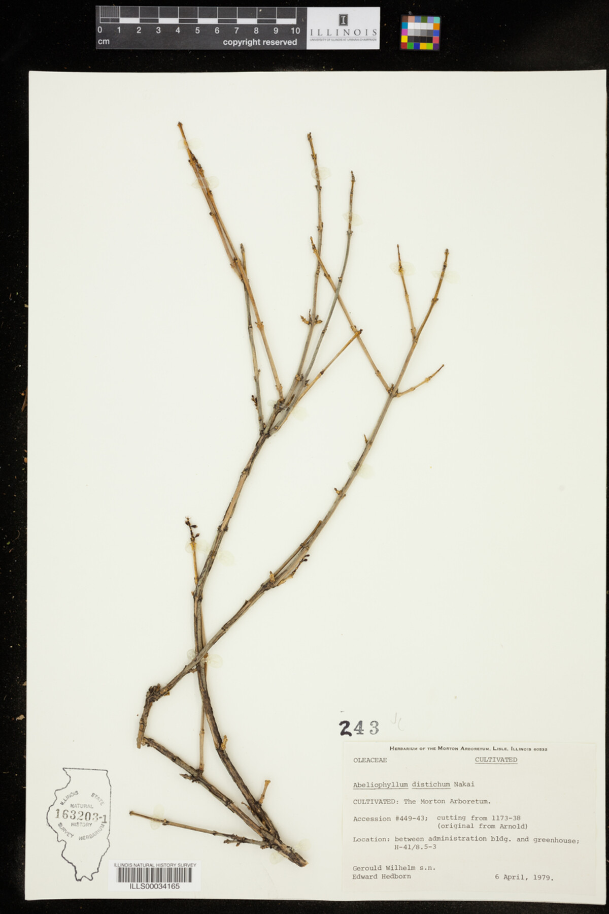 Abeliophyllum image