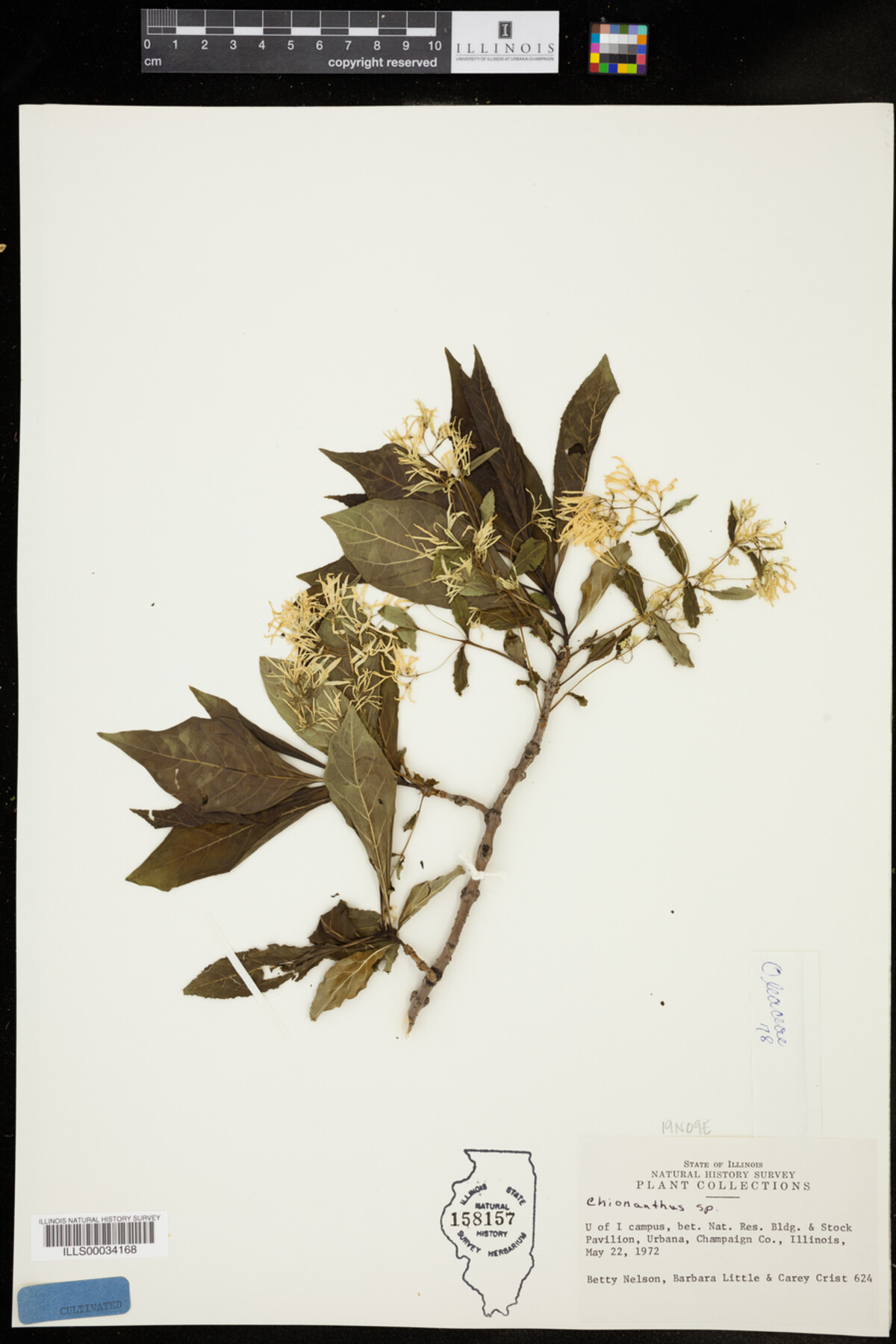 Oleaceae image