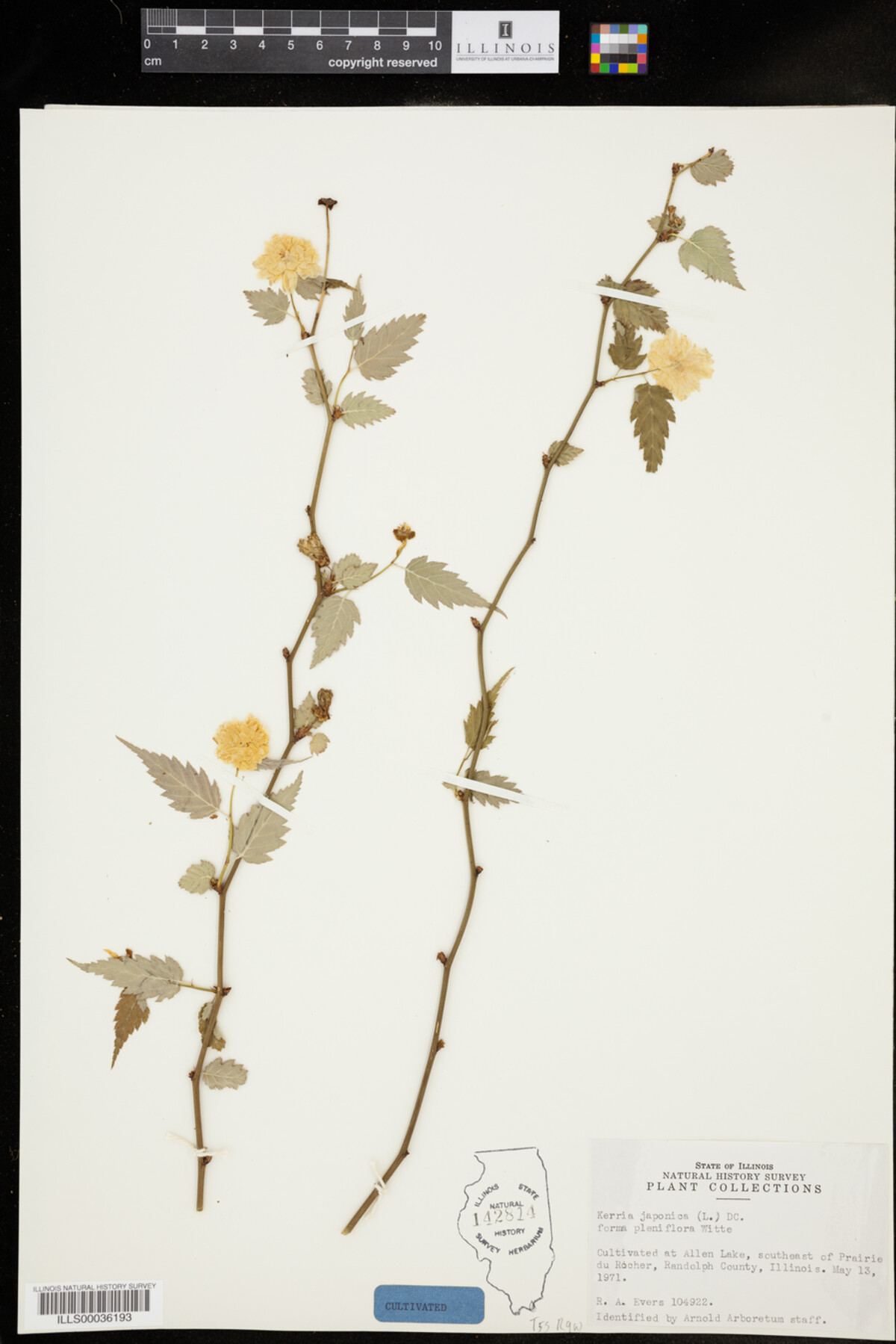 Kerria japonica f. pleniflora image
