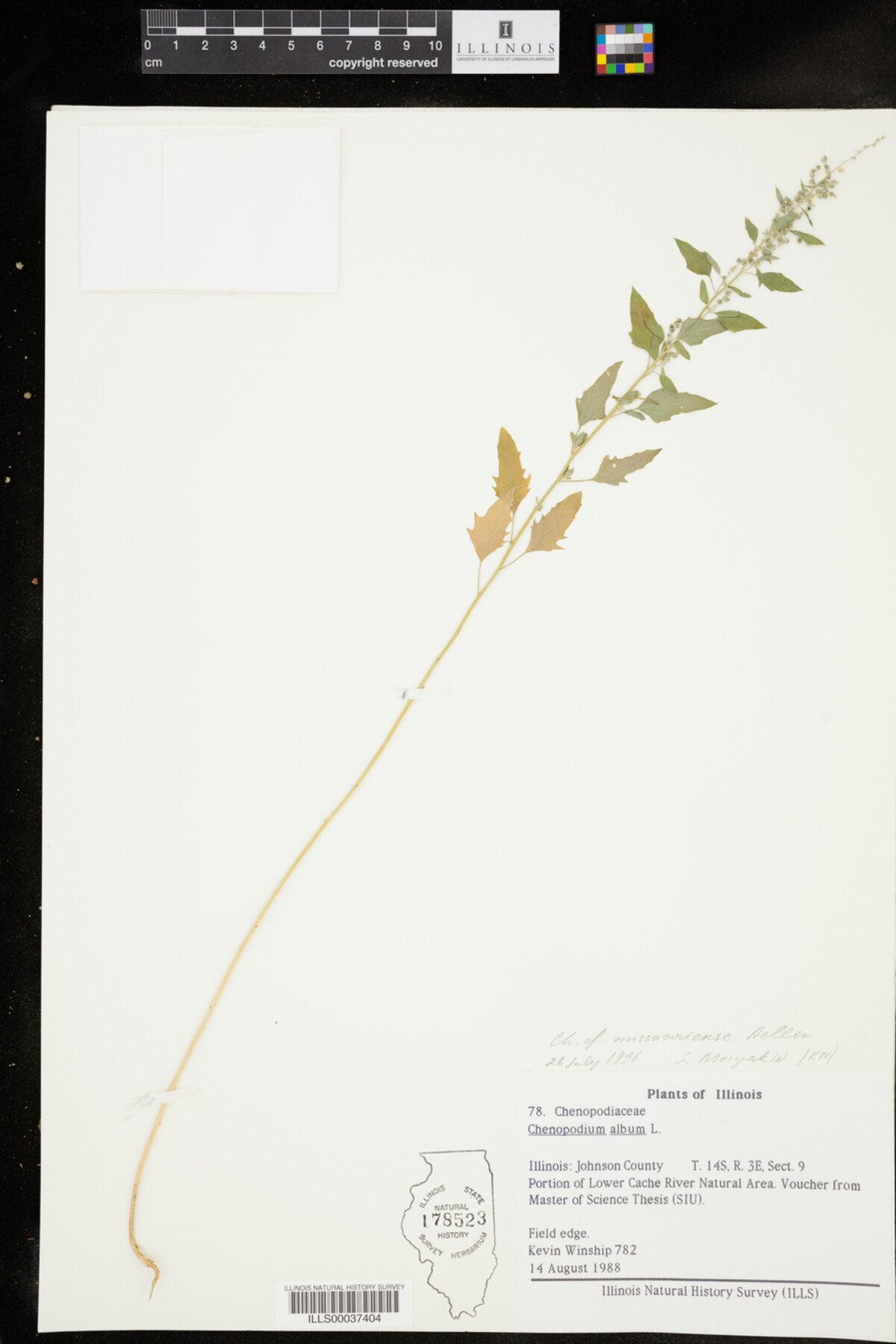 Chenopodium missouriensis image