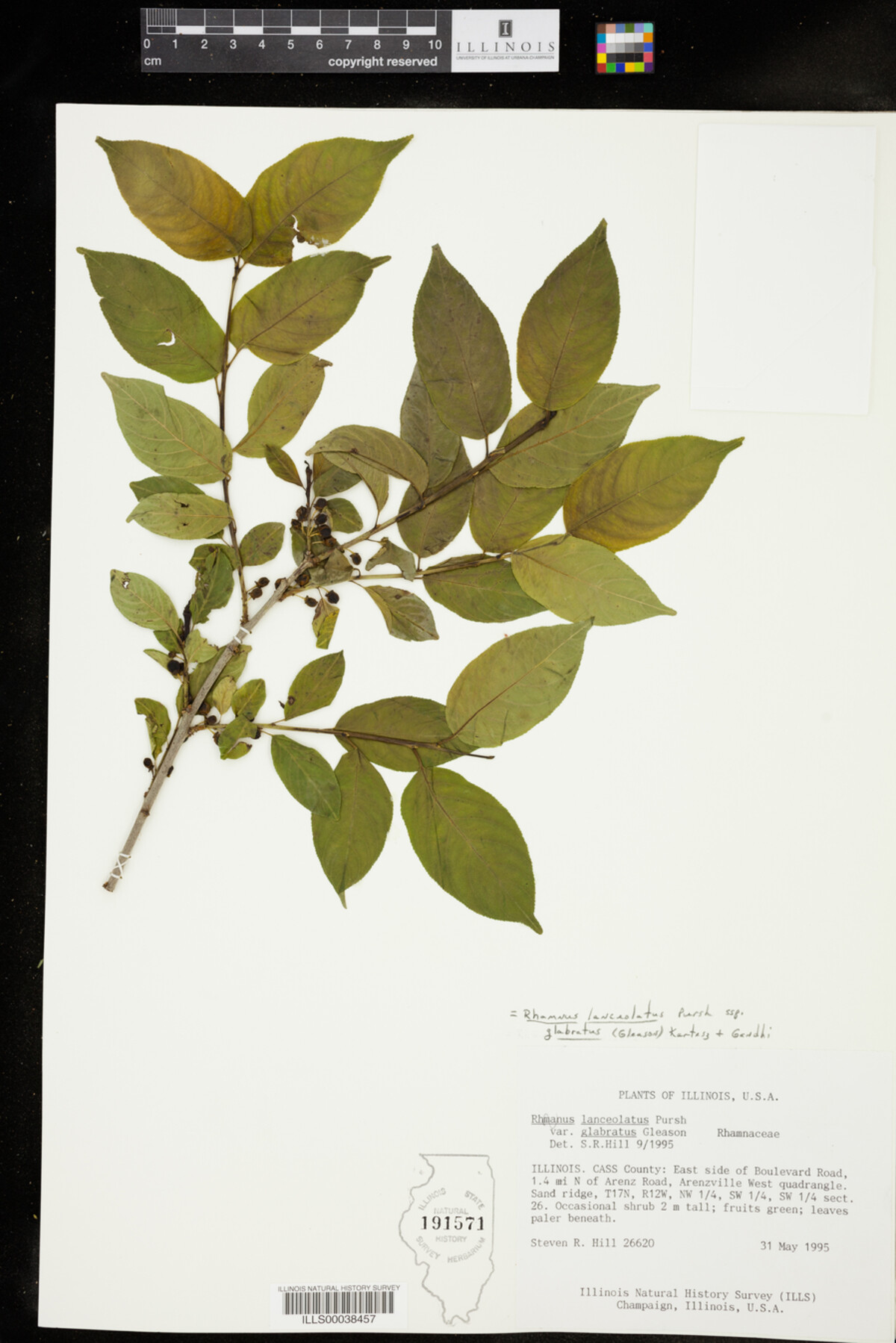 Rhamnus lanceolata ssp. glabratus image